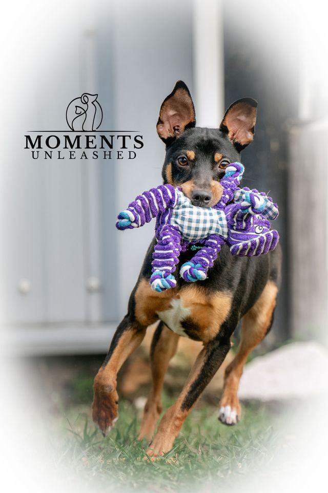 Enlarge Rahim, a ADOPTABLE Miniature Pinscher in Myakka City, FL image 3/5