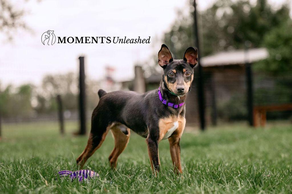 Enlarge Rahim, a ADOPTABLE Miniature Pinscher in Myakka City, FL image 1/5