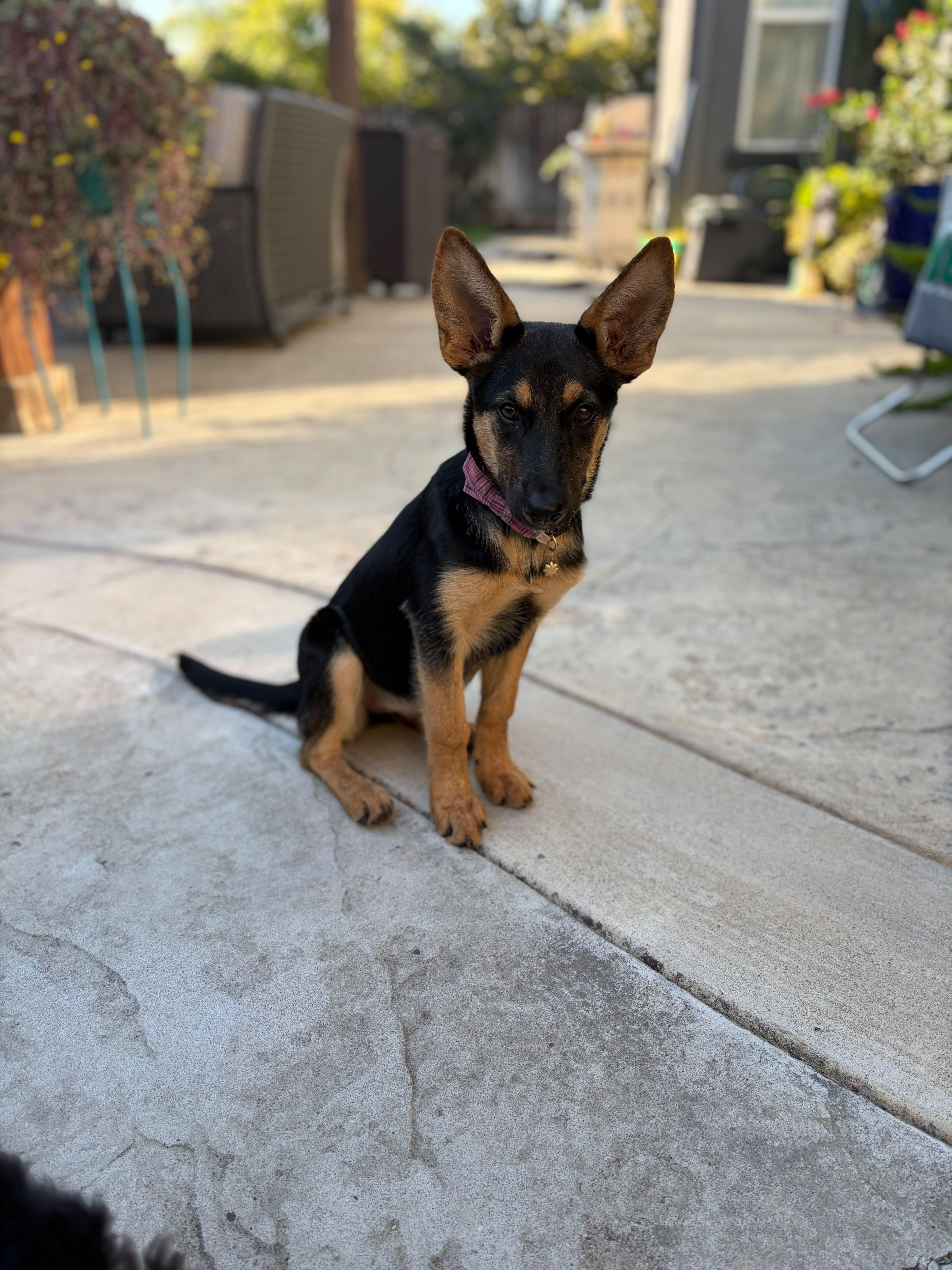 Angel, Adoptable, Puppy Female German Shepherd Dog & Smooth Collie.