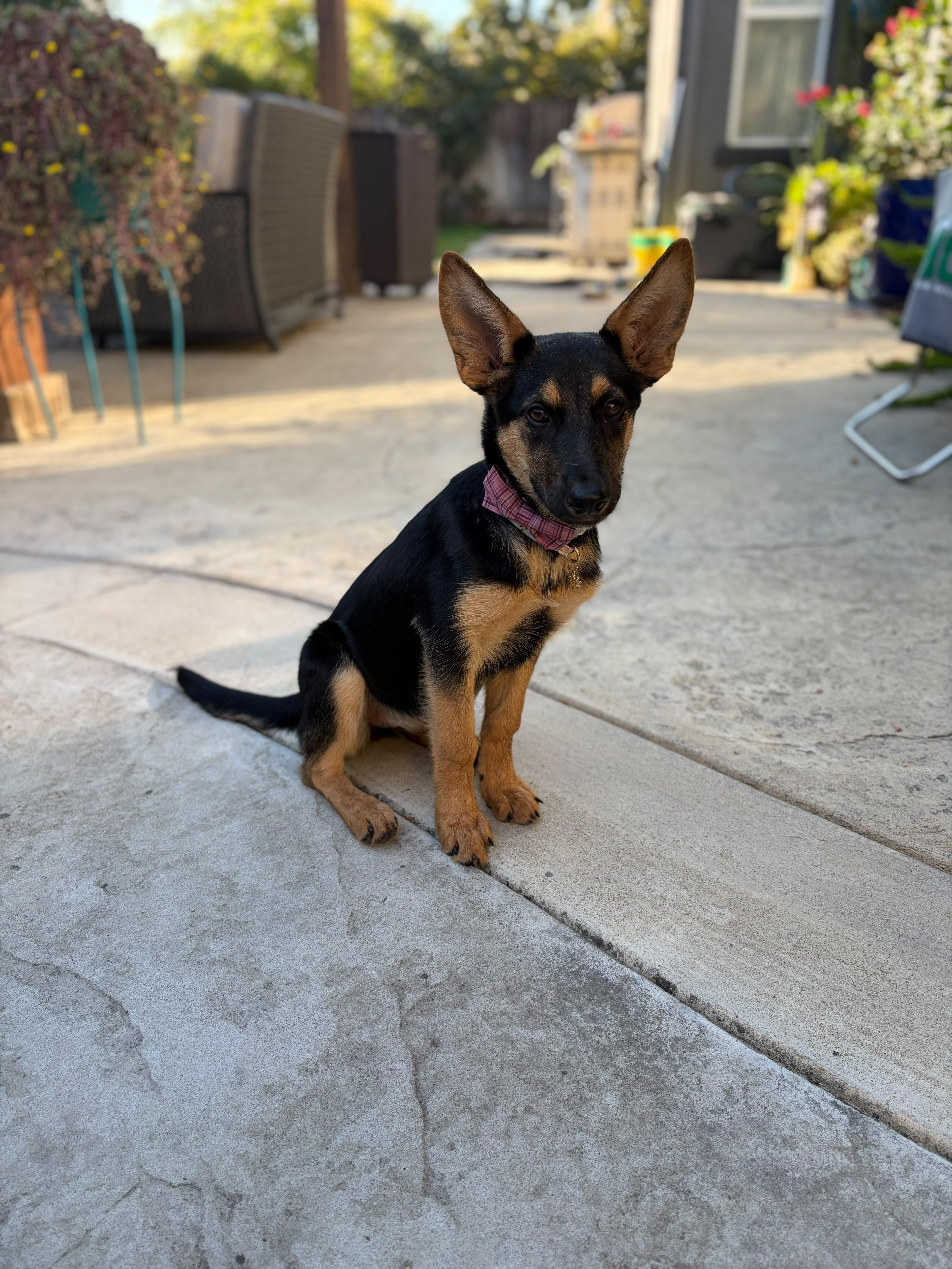 Enlarge Angel, a Adoptable mixed breed in Discovery Bay, CA image 2/5