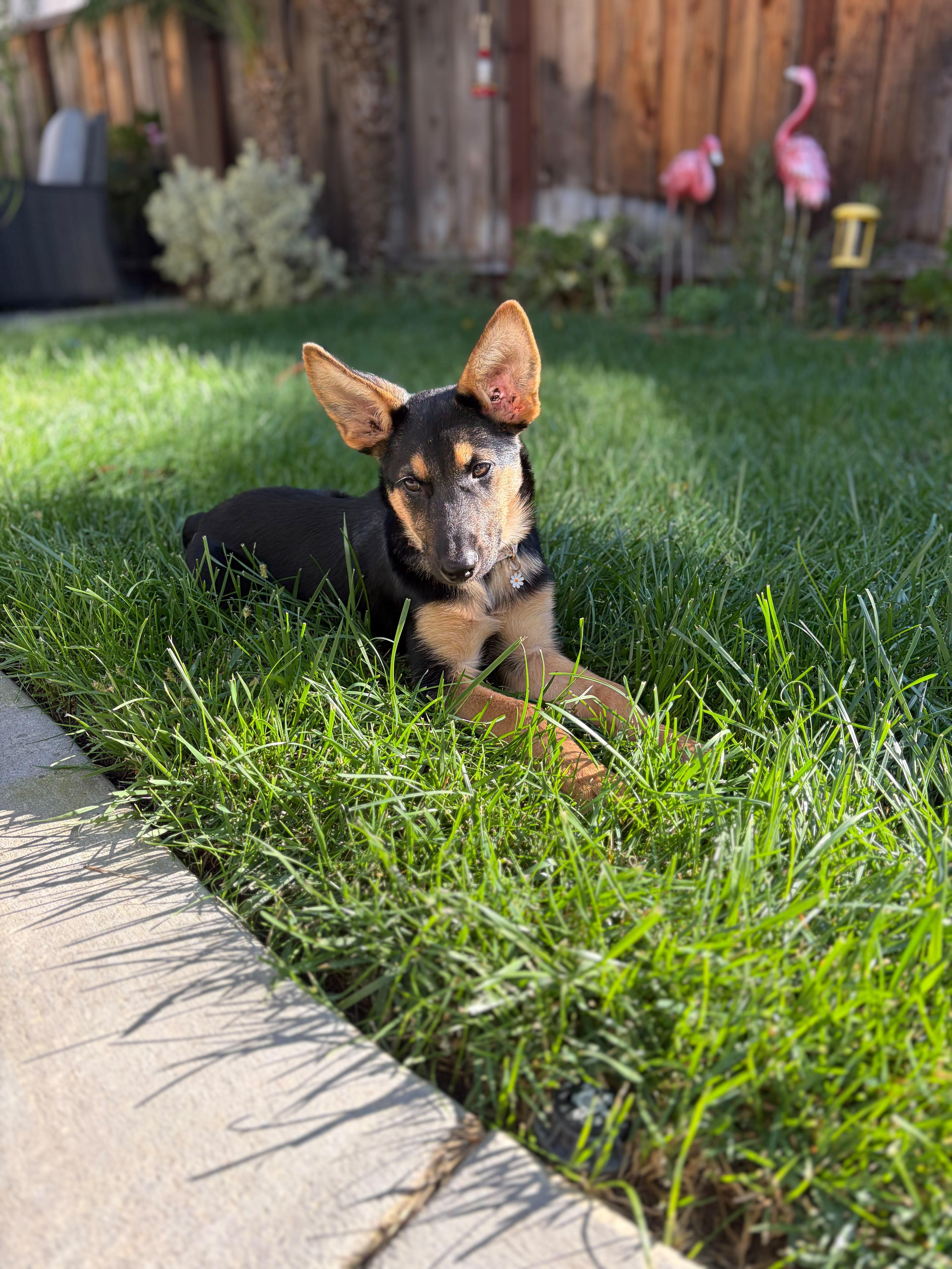 Enlarge Angel, a Adoptable mixed breed in Discovery Bay, CA image 3/5