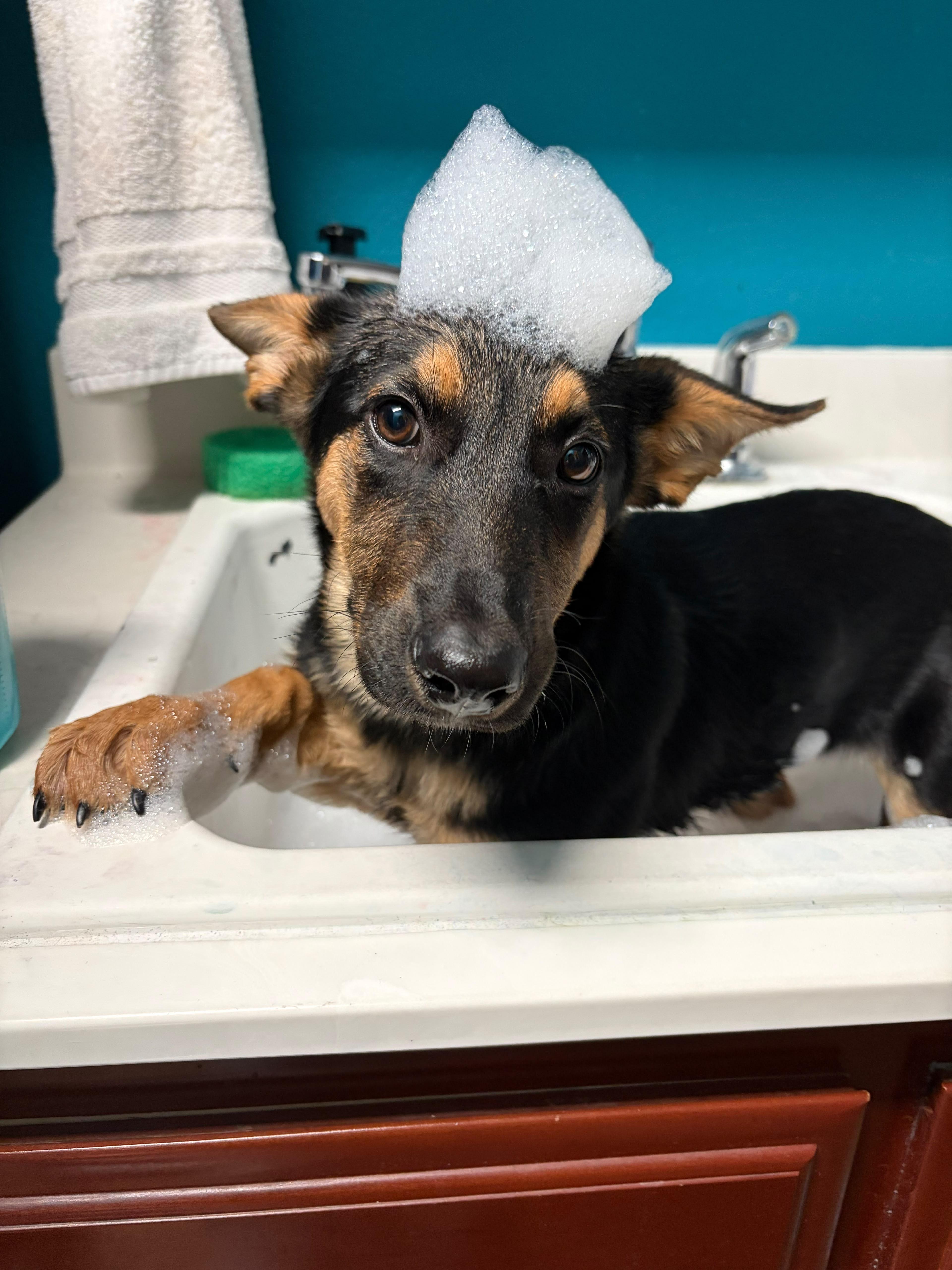 Enlarge Angel, a Adoptable mixed breed in Discovery Bay, CA image 4/5