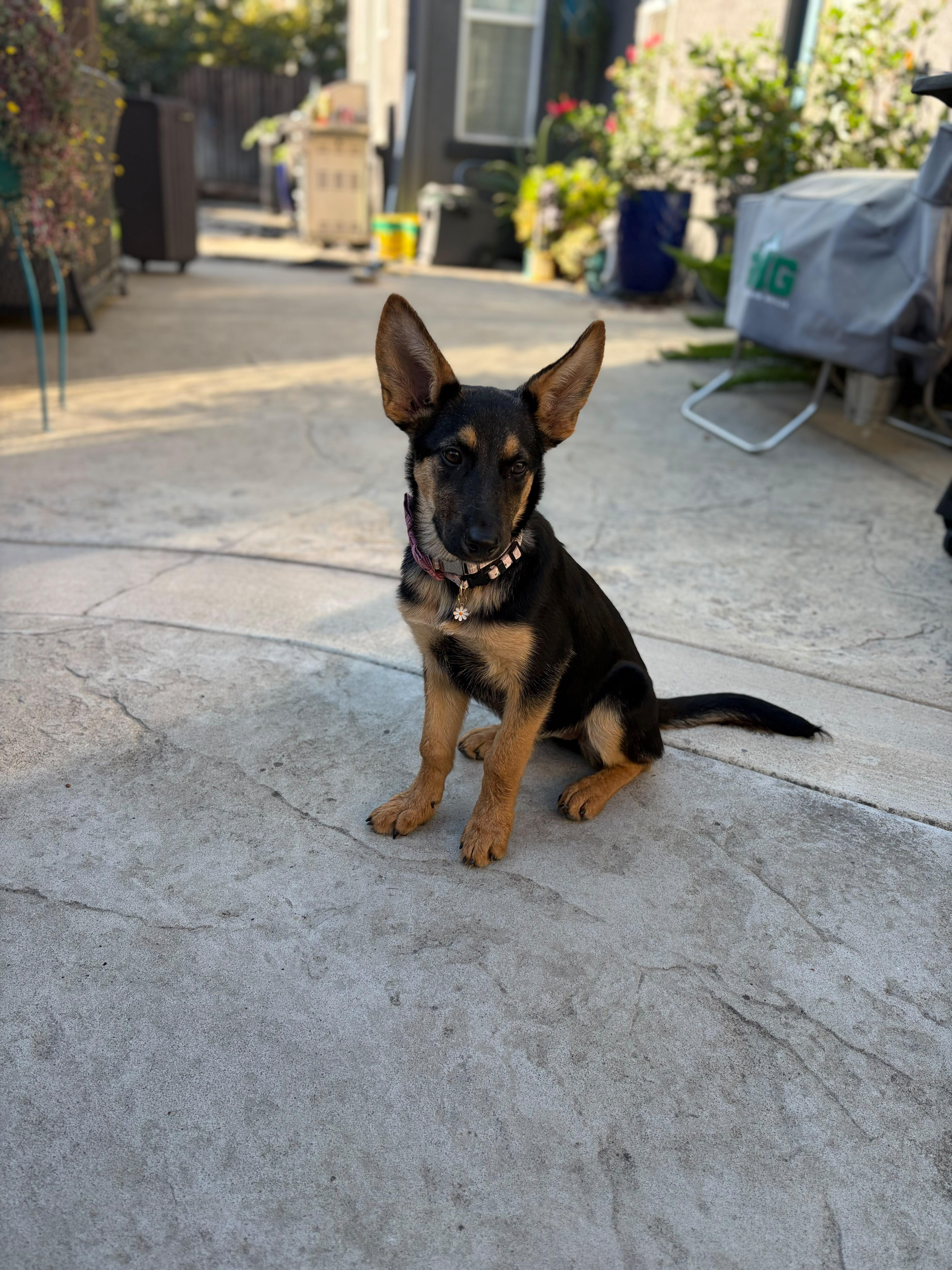 Enlarge Angel, a Adoptable mixed breed in Discovery Bay, CA image 5/5