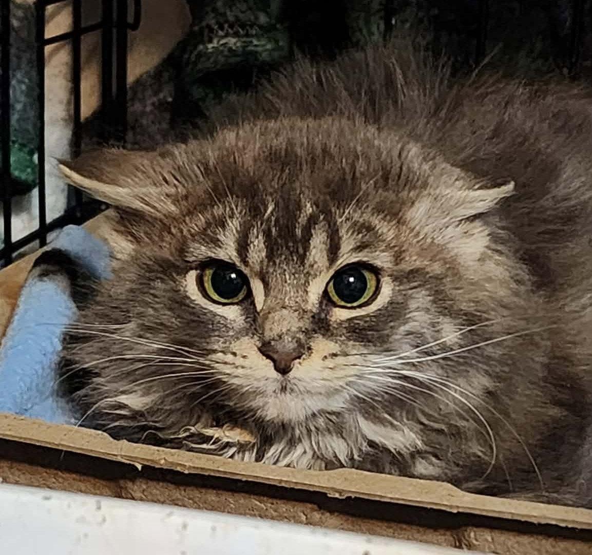 Spruce, a Adoptable Domestic Medium Hair in Delran, NJ image 1/2