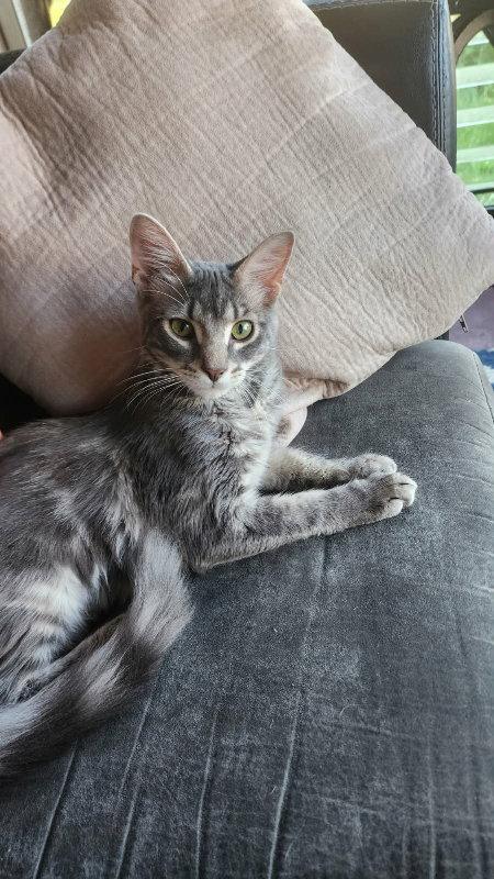 Spruce, a Adoptable Domestic Medium Hair in Delran, NJ image 2/2