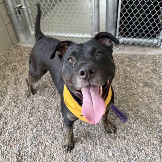 BUTTONS, Adoptable, Adult Female Pit Bull Terrier & Mixed Breed.
