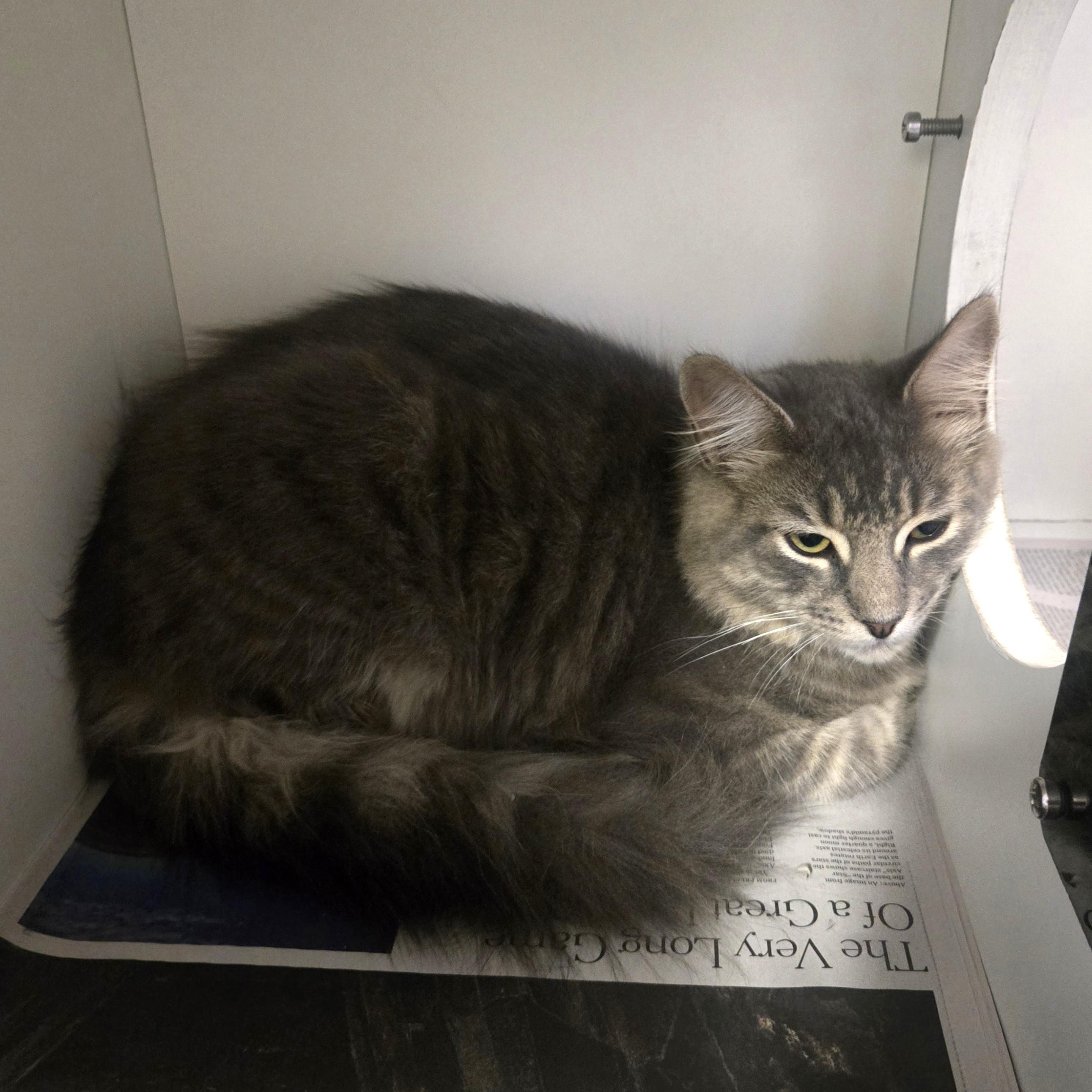 Tom, Adopted, Young Male Domestic Short Hair.