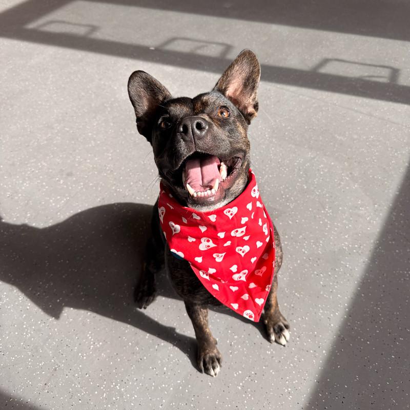 Freeda, ADOPTABLE, Young Female Mixed Breed.