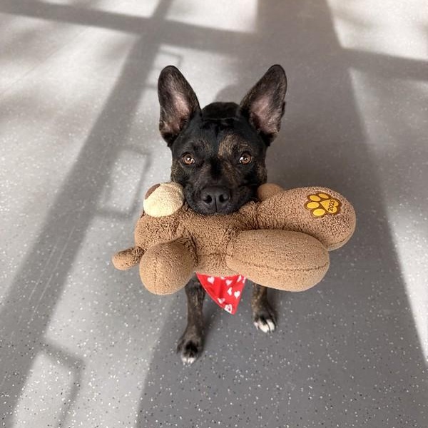 Enlarge Freeda, a ADOPTABLE Mixed Breed in Truckee, CA image 4/4