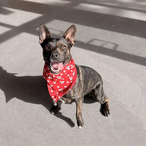 Enlarge Freeda, a ADOPTABLE Mixed Breed in Truckee, CA image 2/4