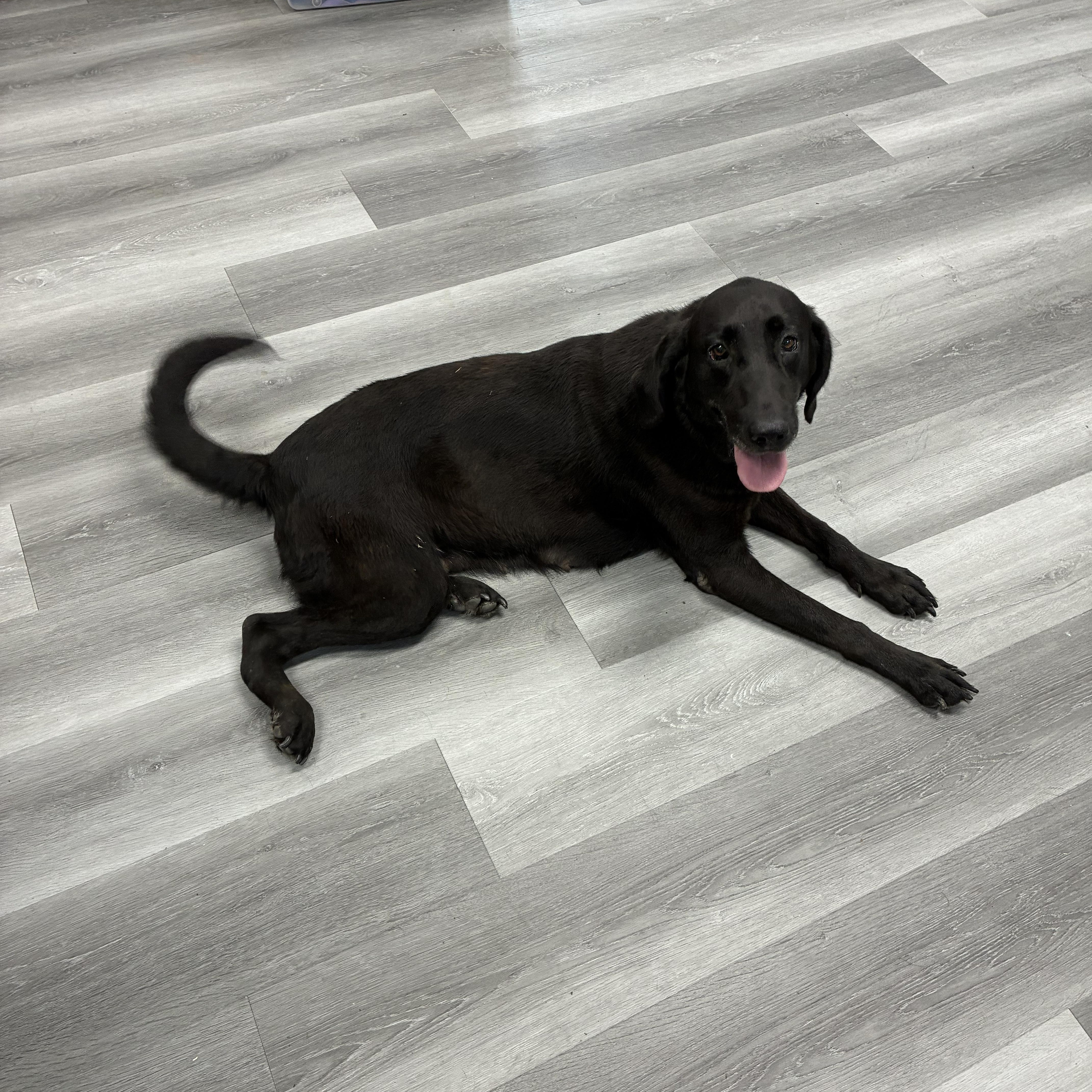 Enlarge Jackie, a Adoptable mixed breed in Bamberg, SC image 2/2