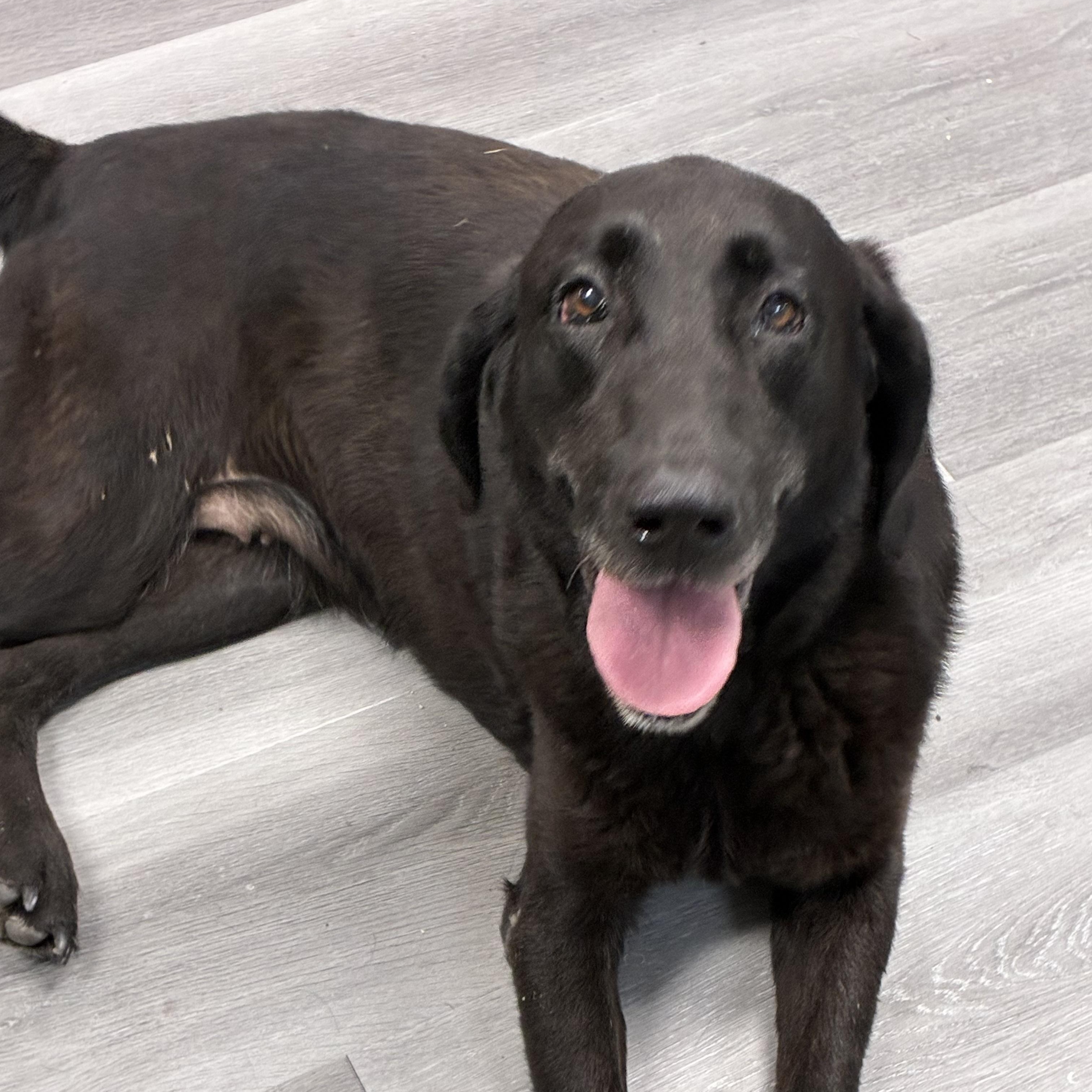 Jackie, Adoptable, Adult Female Black Labrador Retriever.