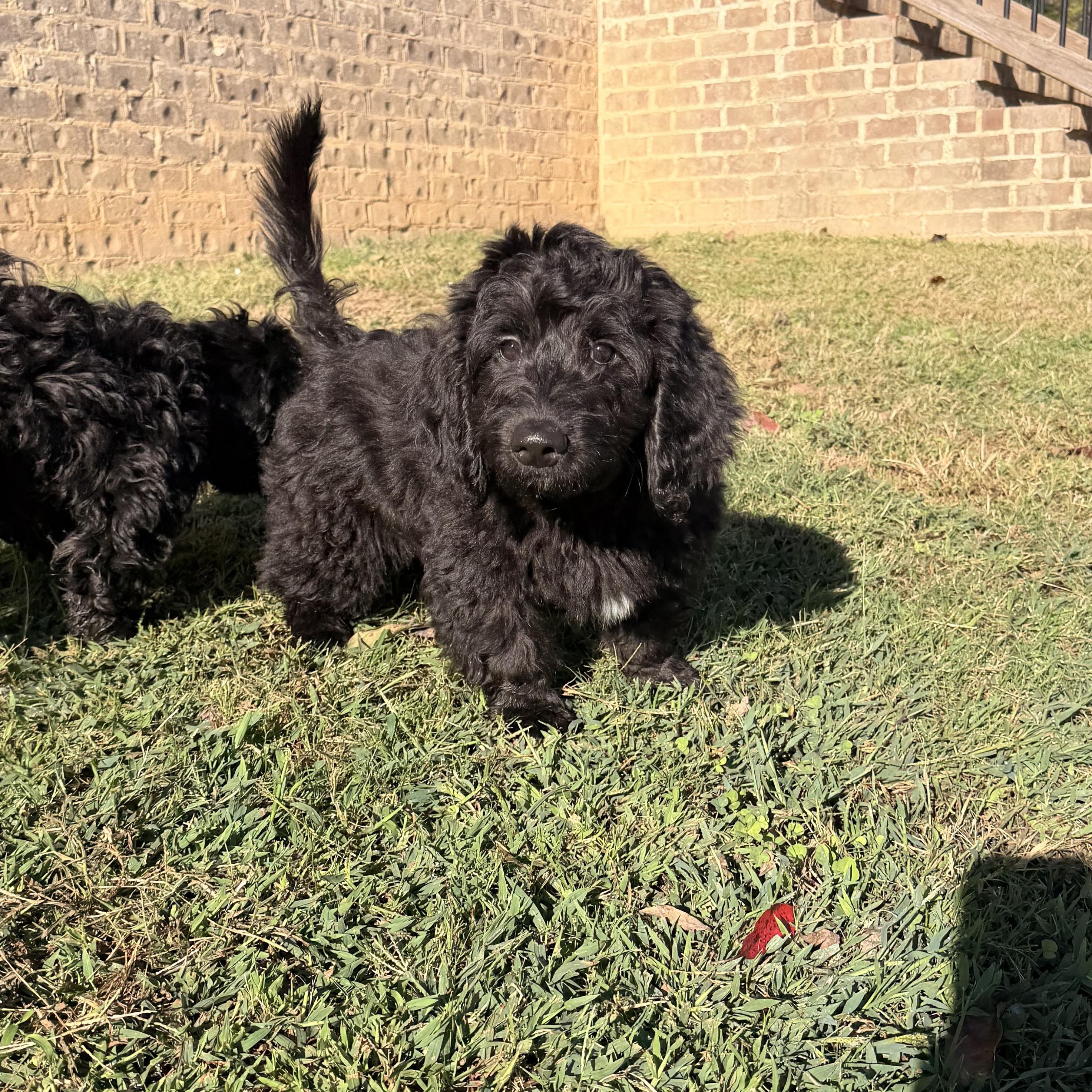 Wiggy, Adoptable, Puppy Male Dachshund (Long Haired) & Poodle.