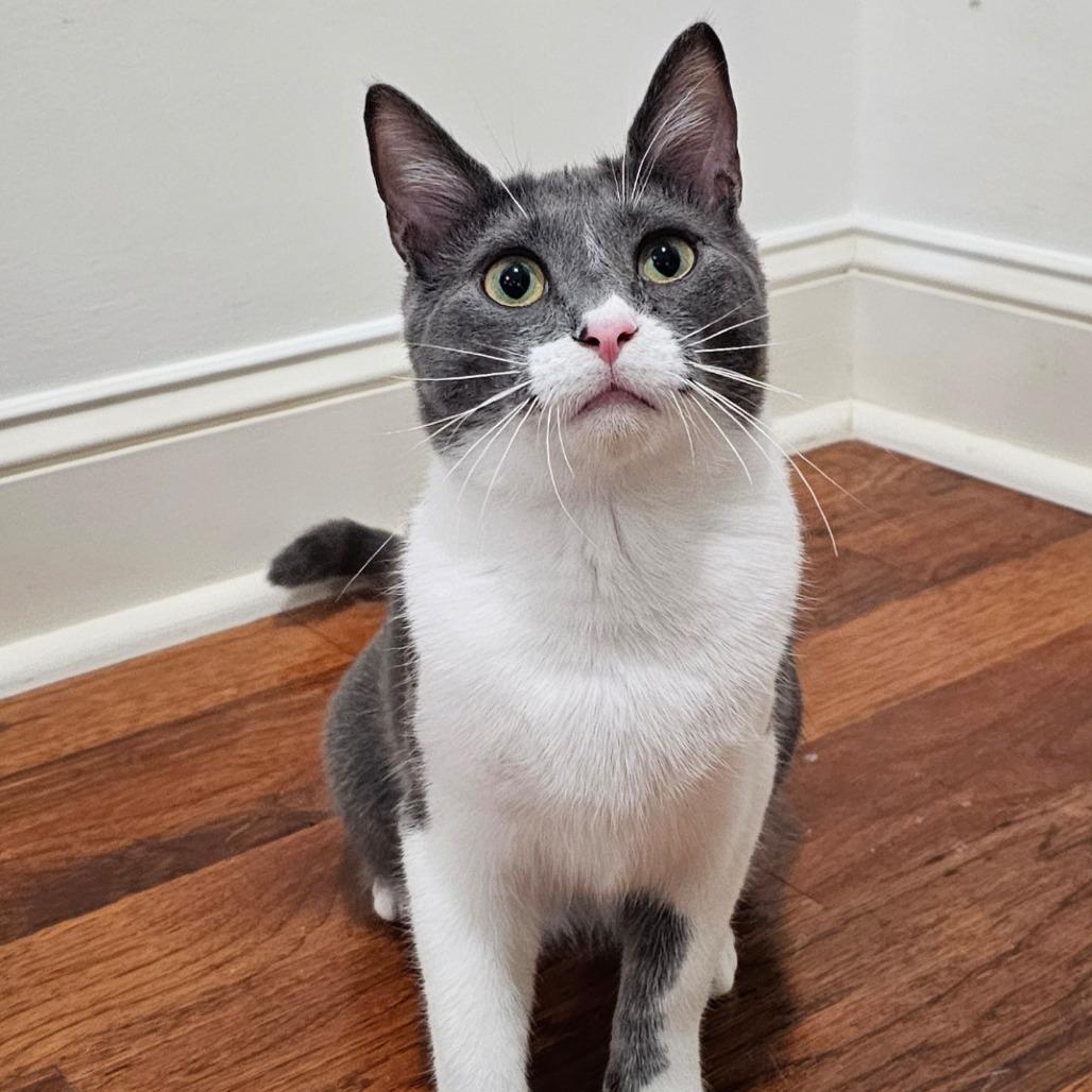 Henry, Adoptable, Adult Male Domestic Short Hair.