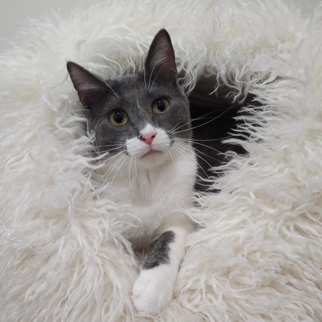 Enlarge Henry, a Adoptable Domestic Short Hair in HUNTERSVILLE, NC image 2/5