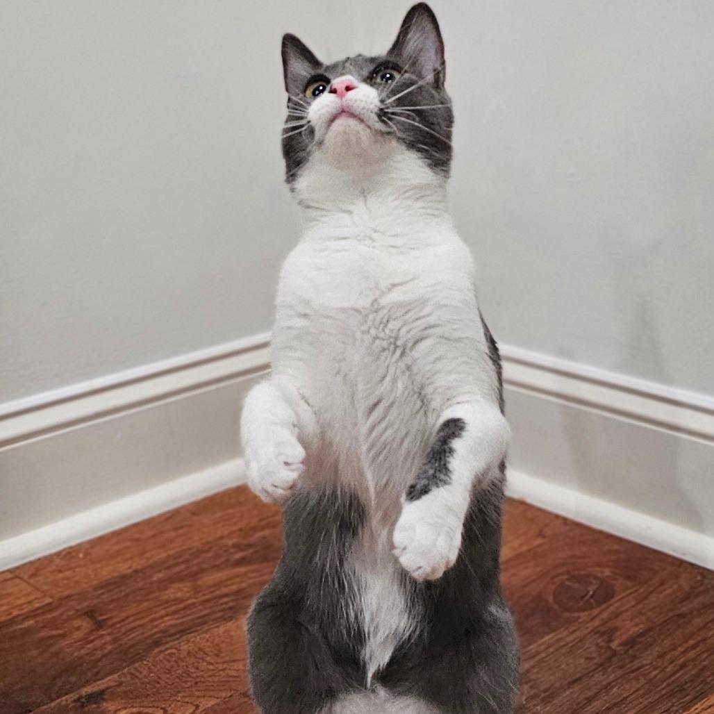 Enlarge Henry, a Adoptable Domestic Short Hair in HUNTERSVILLE, NC image 3/5