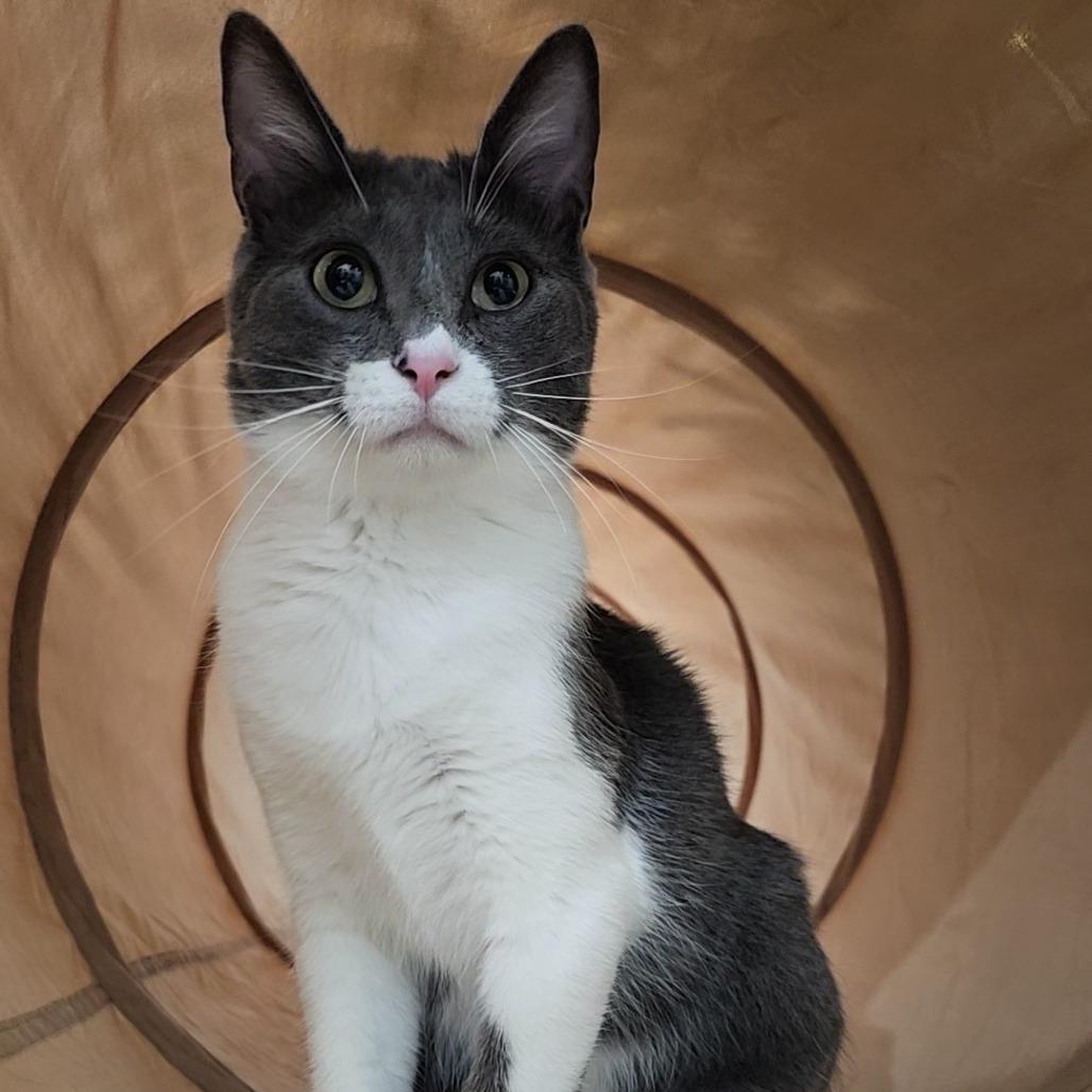 Enlarge Henry, a Adoptable Domestic Short Hair in HUNTERSVILLE, NC image 5/5