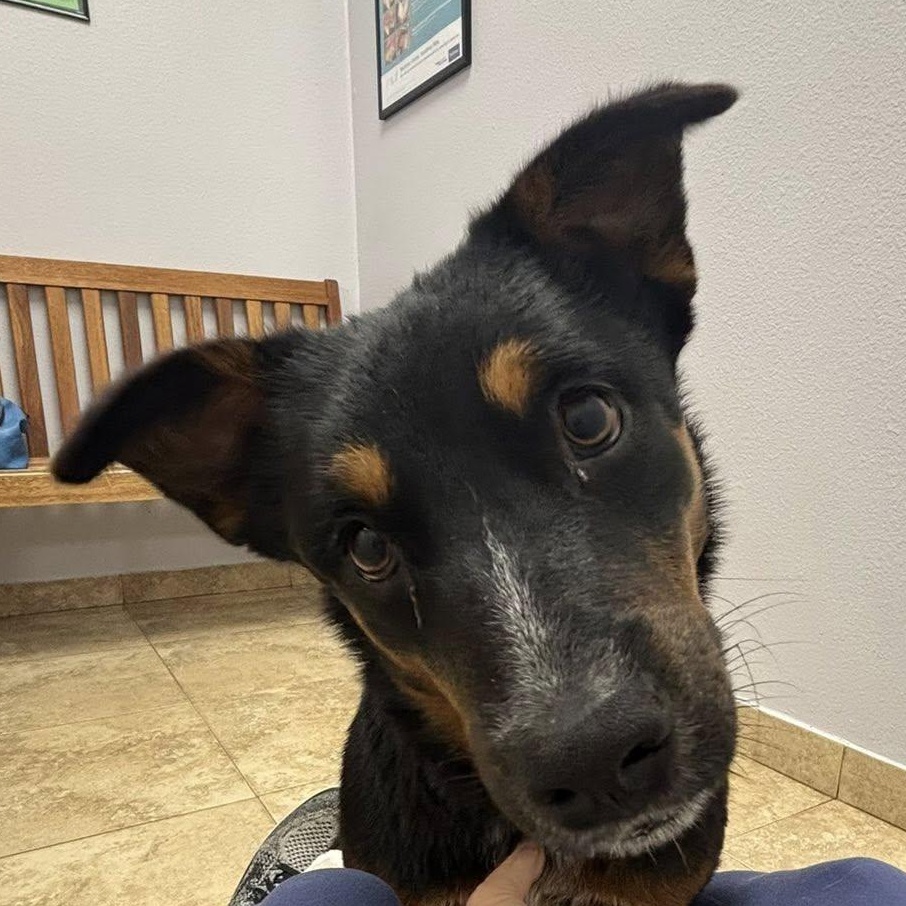 Jewels needs a foster and adopter!, a Adoptable mixed breed in Portland, OR image 3/6