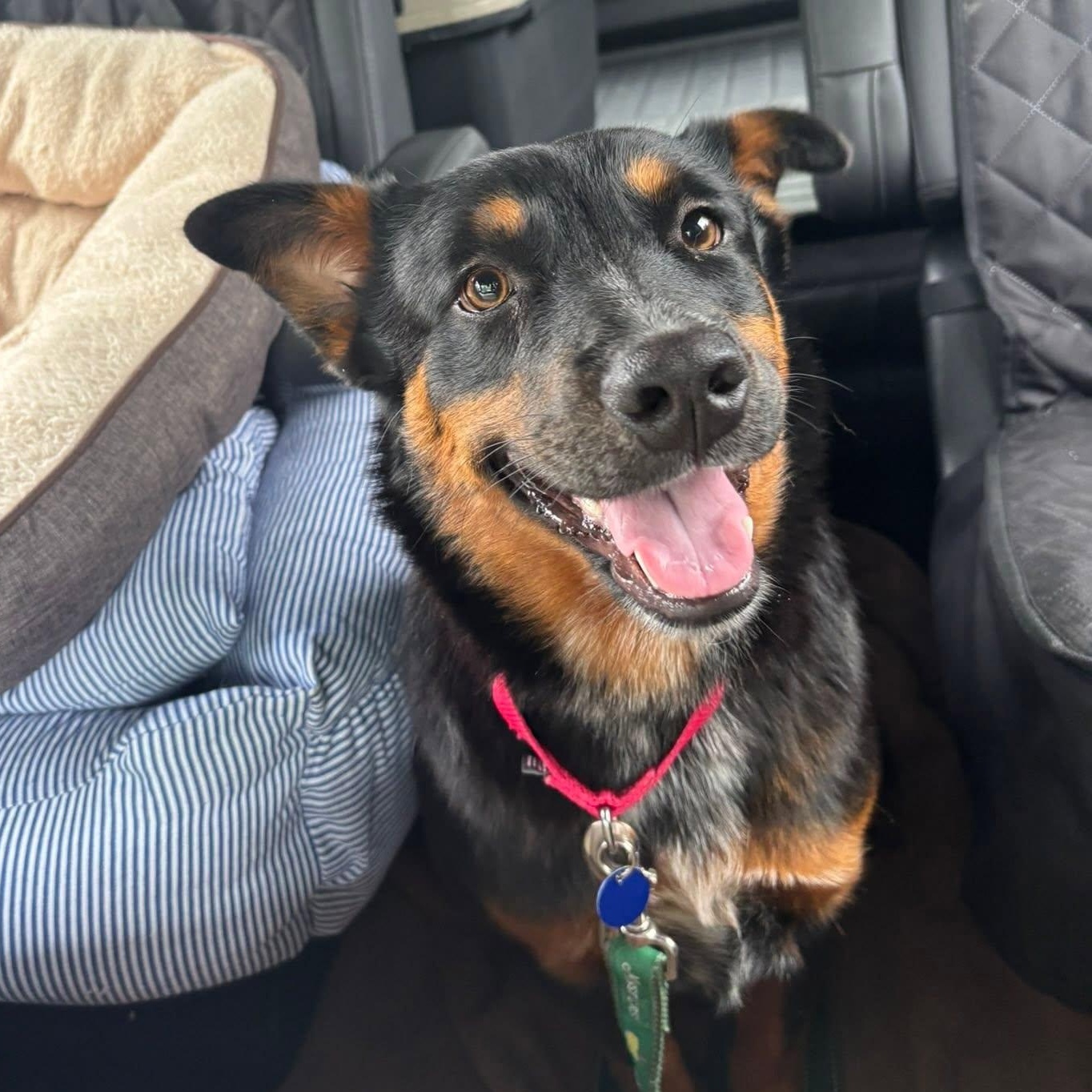 Jewels is in Portland, a Adoptable mixed breed in Portland, OR image 4/6