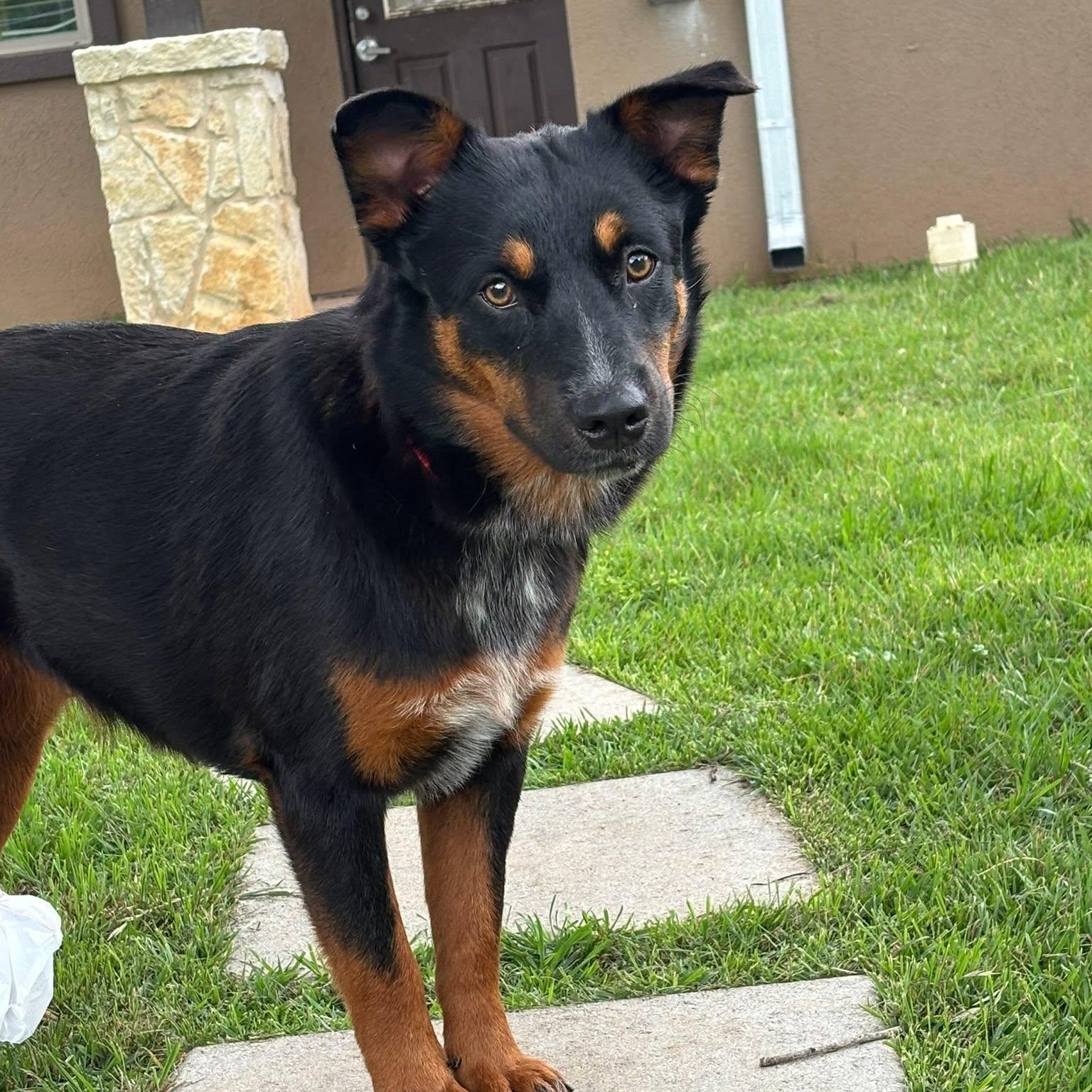 Jewels is in Portland, a Adoptable mixed breed in Portland, OR image 5/6