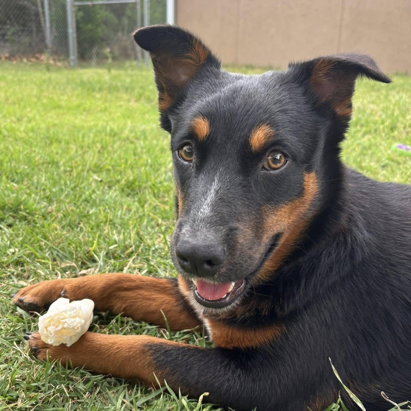 Jewels needs a foster and adopter!, Adoptable, Young Female Australian Shepherd.