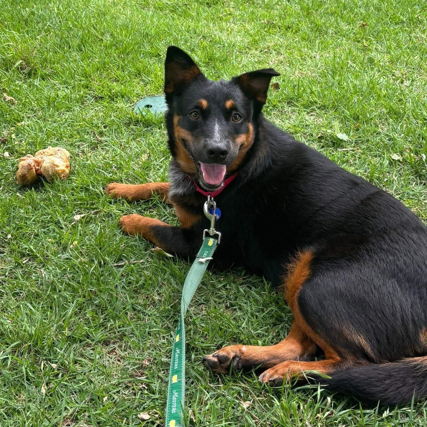 Jewels is in Portland, a Adoptable mixed breed in Portland, OR image 6/6