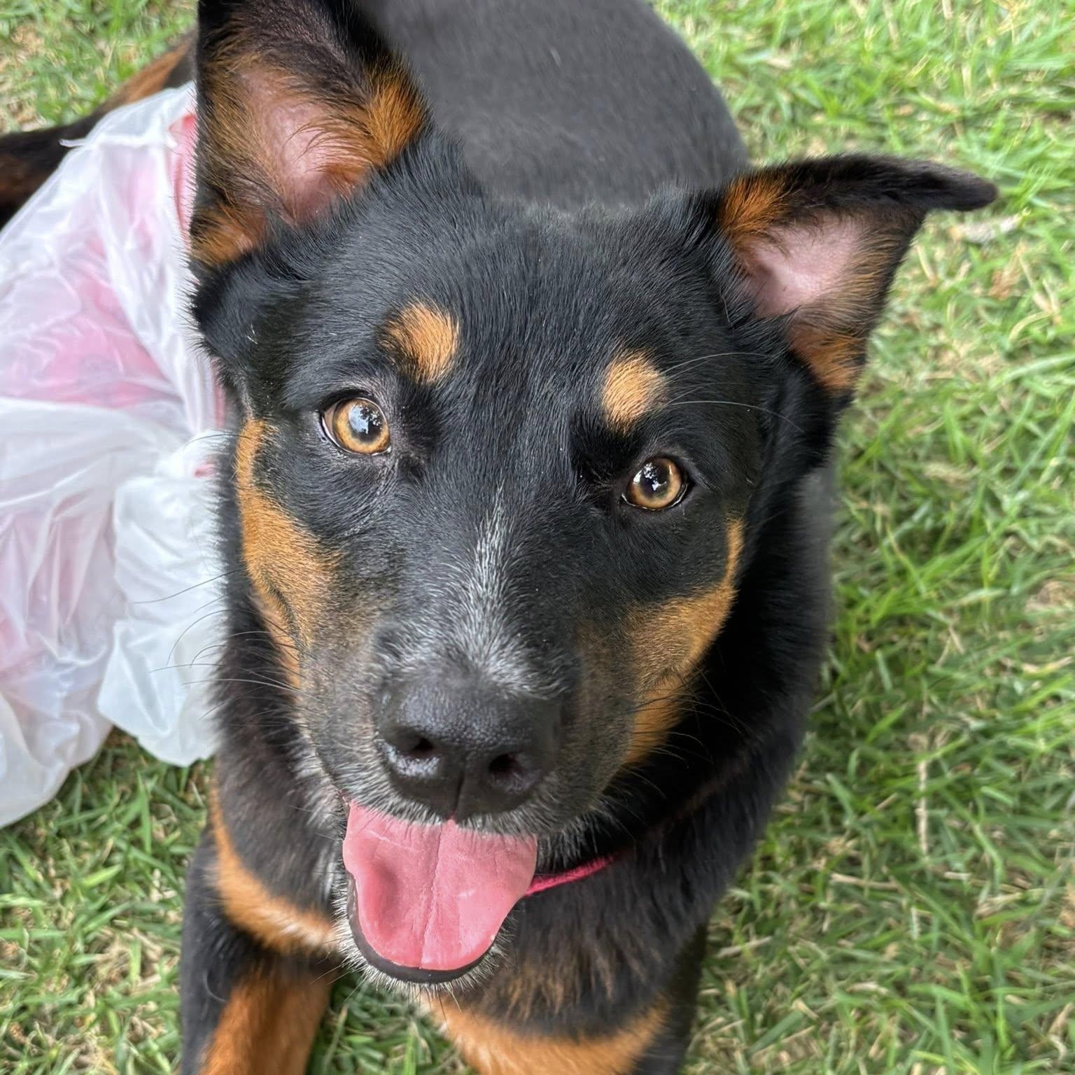 Jewels needs a foster and adopter!, a Adoptable mixed breed in Portland, OR image 2/6