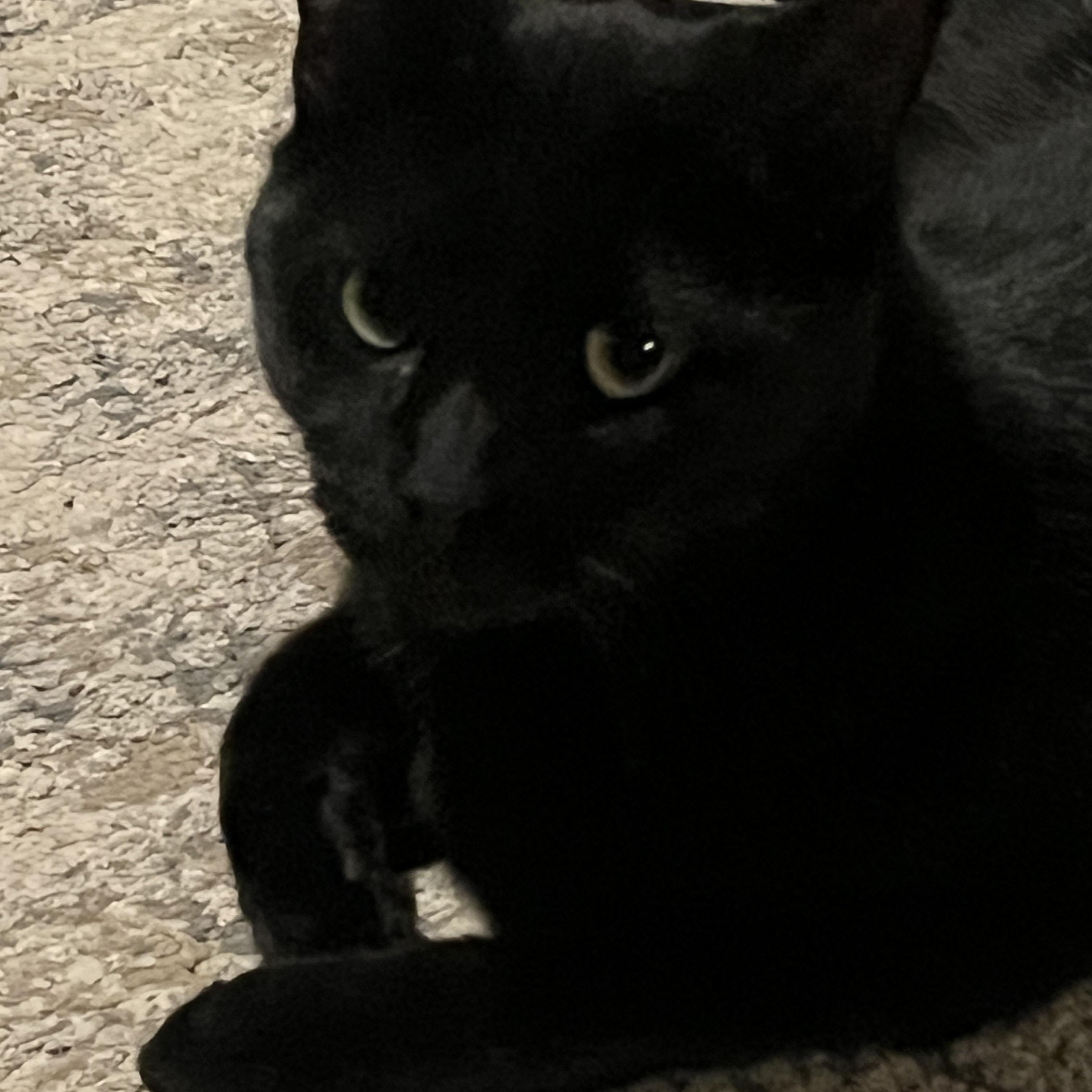 Enlarge Cassius, a Adoptable American Shorthair in New Blaine, AR image 1/1