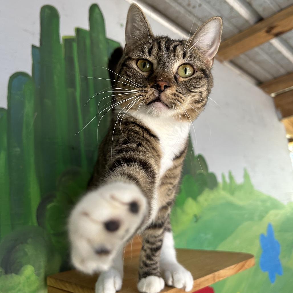 Tonka, Adoptable, Young Female Domestic Short Hair.