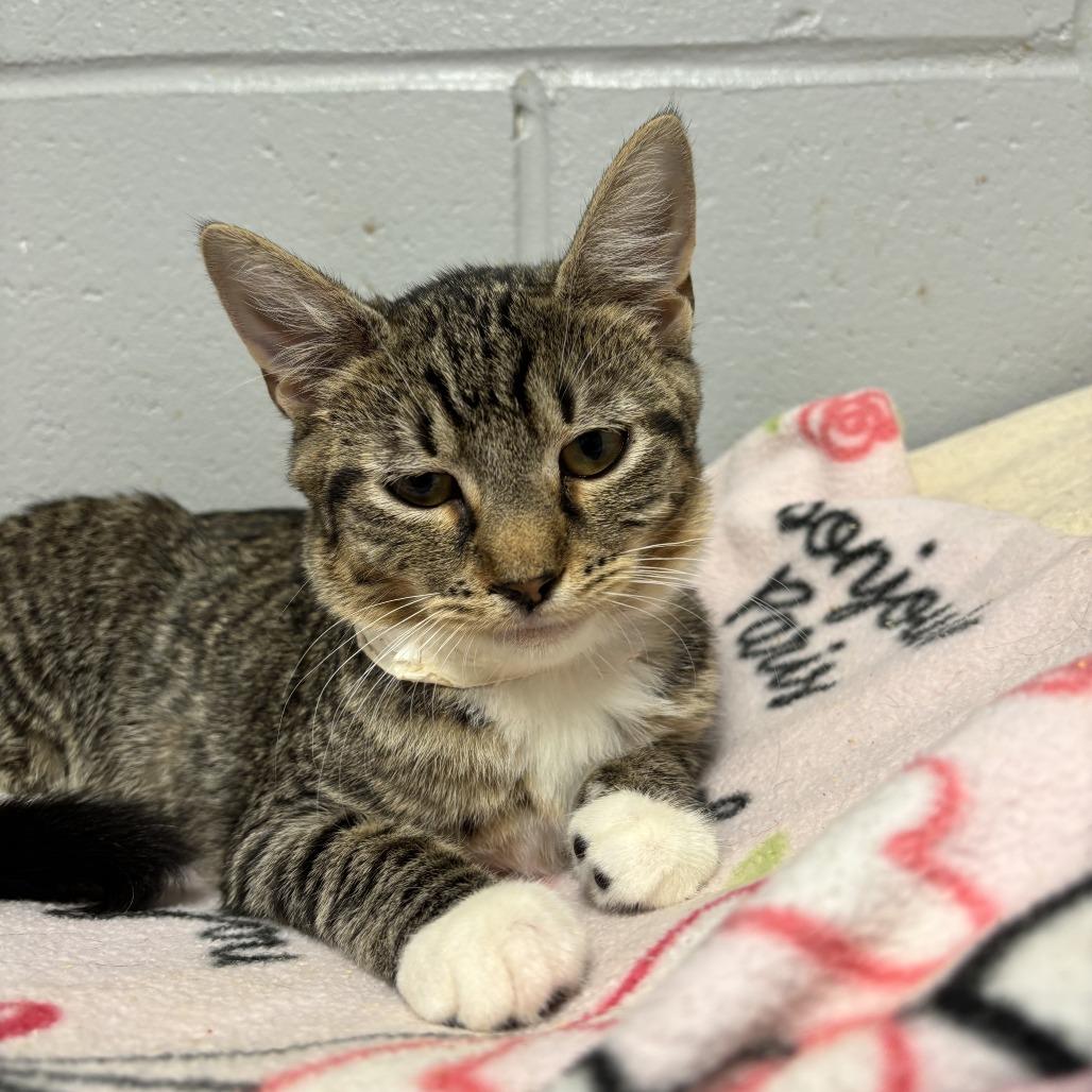 Enlarge Tonka, a Adoptable Domestic Short Hair in Enterprise, AL image 2/2