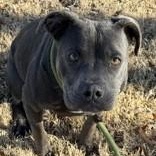 Ella, adopted, Young Female Pit Bull Terrier.