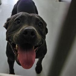 Enlarge Ella, an adopted Pit Bull Terrier in Edgewood, NM image 2/3