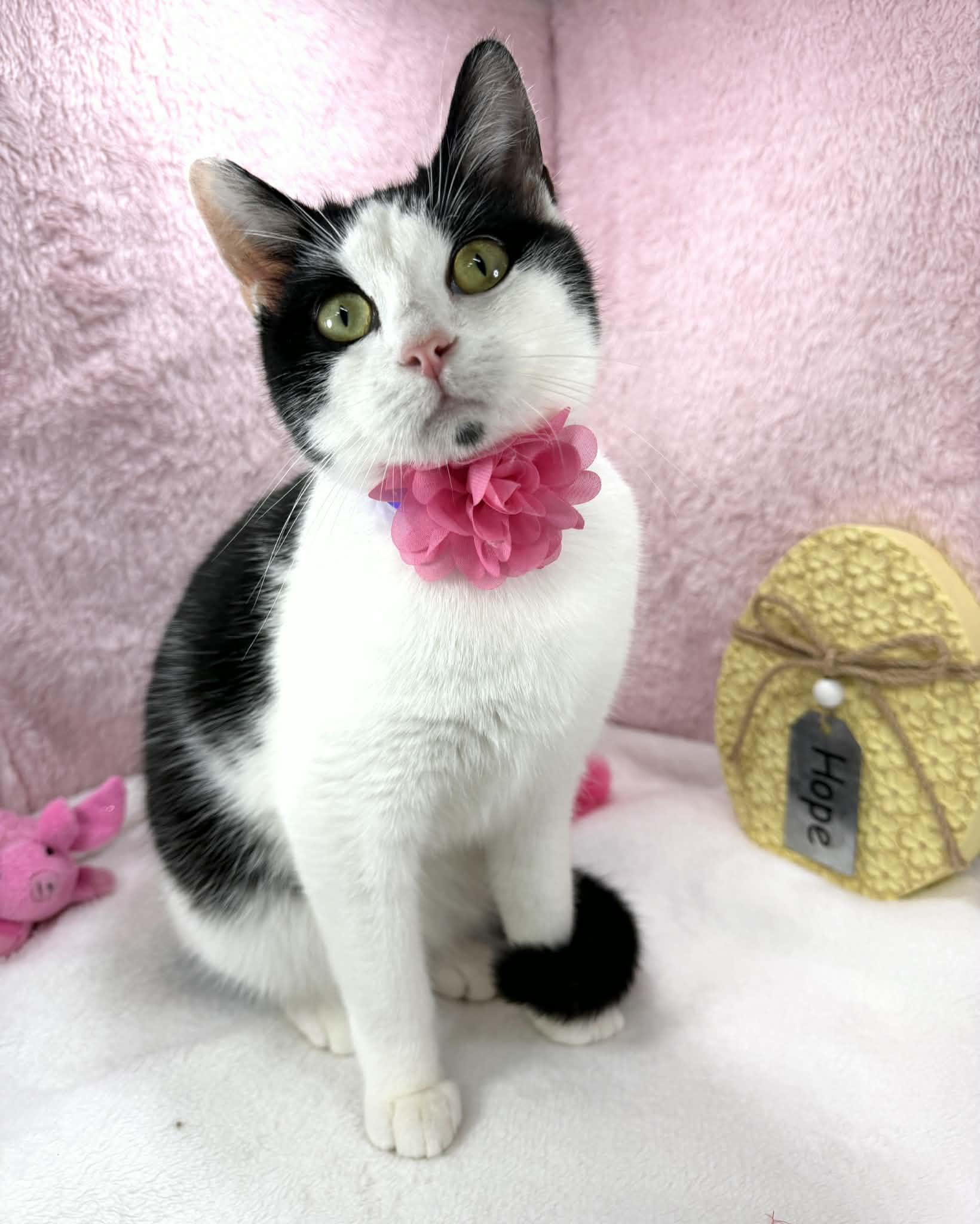 Enlarge MooMoo , a ADOPTABLE Domestic Short Hair in Tavares, FL image 2/3