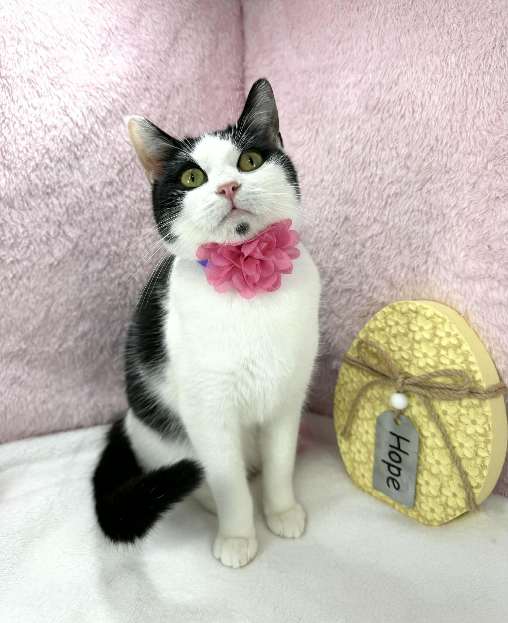 Enlarge MooMoo , a ADOPTABLE Domestic Short Hair in Tavares, FL image 1/3