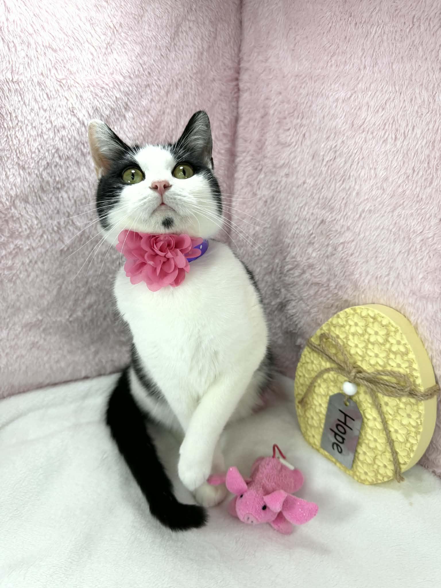 Enlarge MooMoo , a ADOPTABLE Domestic Short Hair in Tavares, FL image 3/3