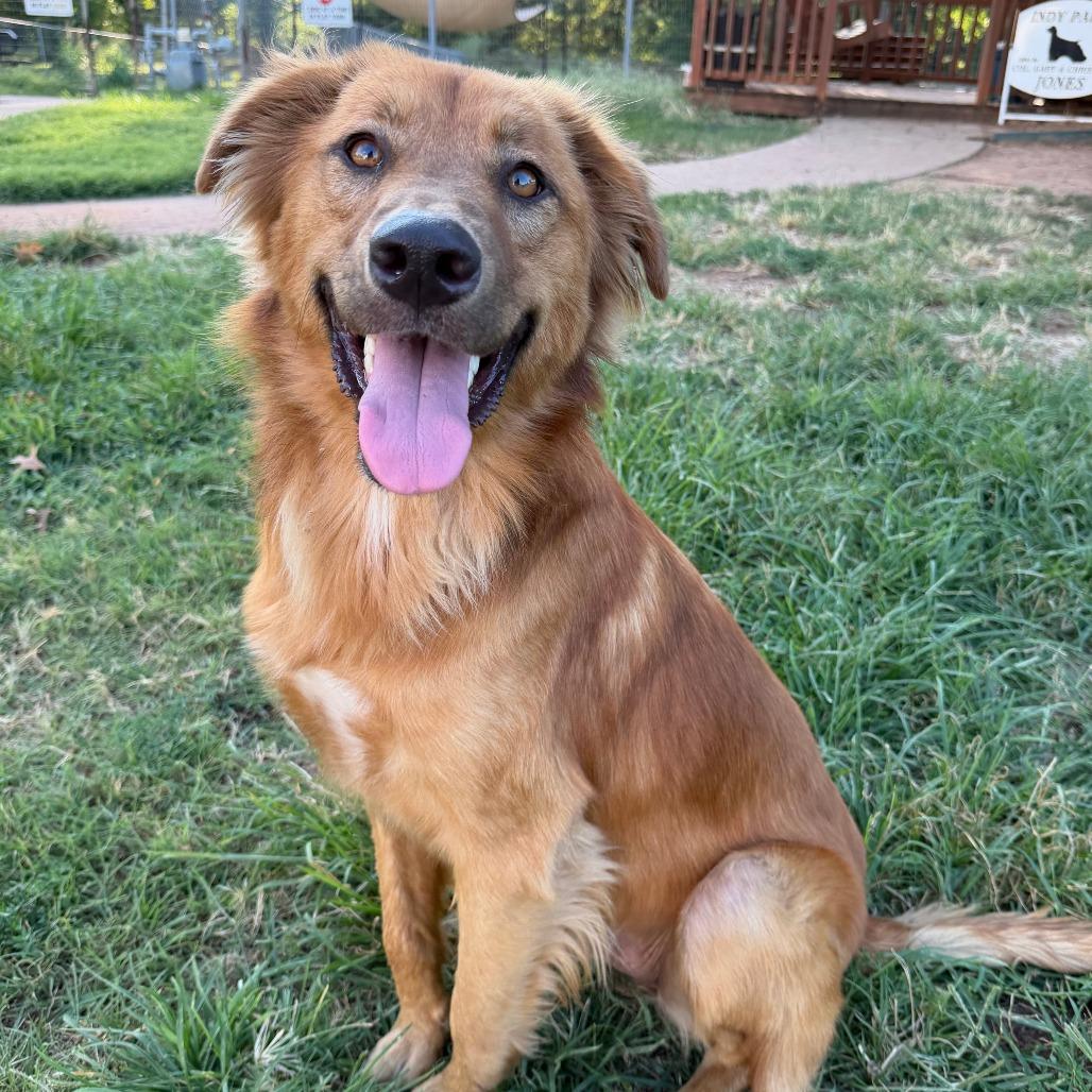 Louis, Adoptable, Adult Male Flat-Coated Retriever & Shepherd.