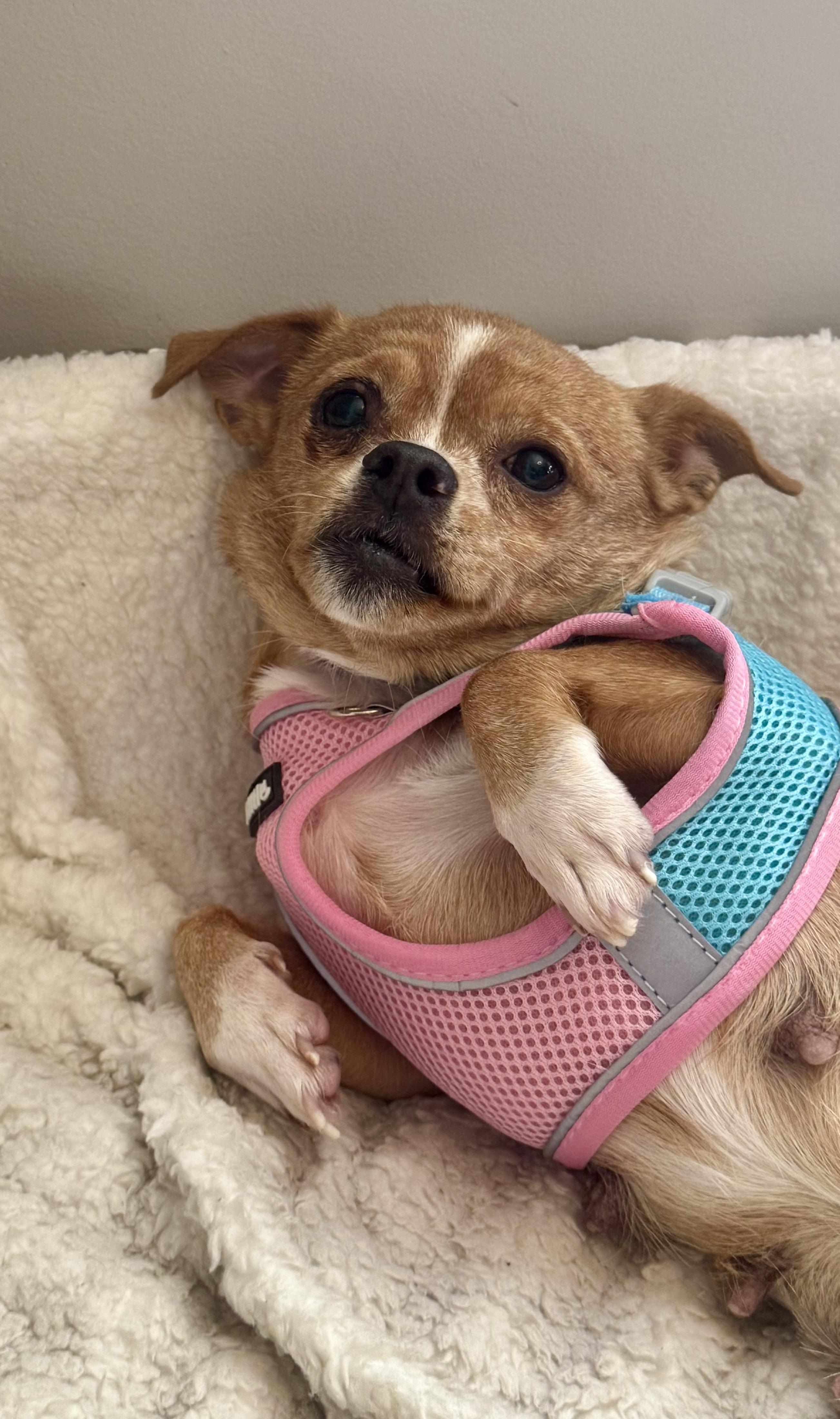 Enlarge Winona, a ADOPTABLE mixed breed in Long Beach, NY image 1/3