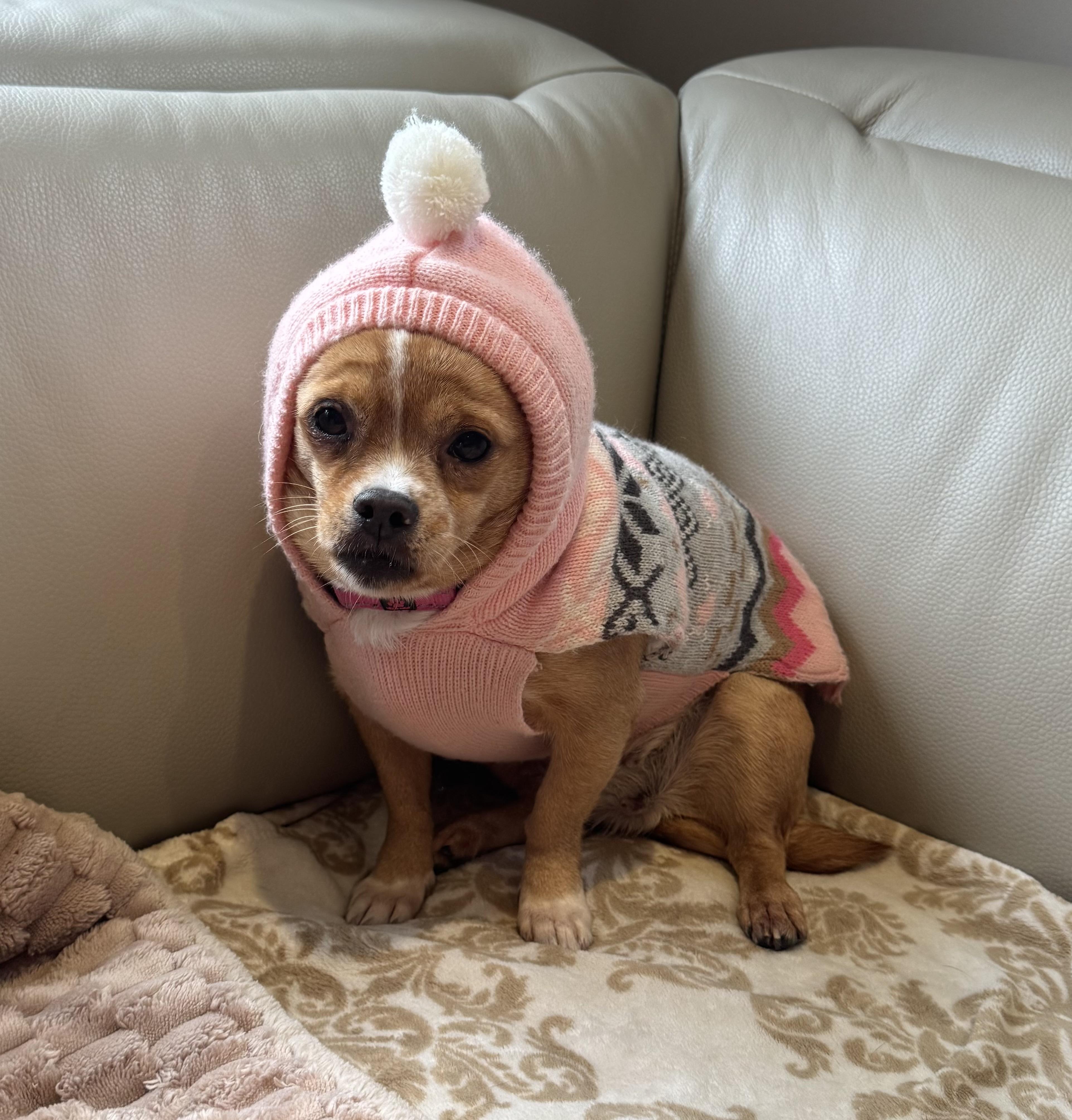 Enlarge Winona, a ADOPTABLE mixed breed in Long Beach, NY image 2/3