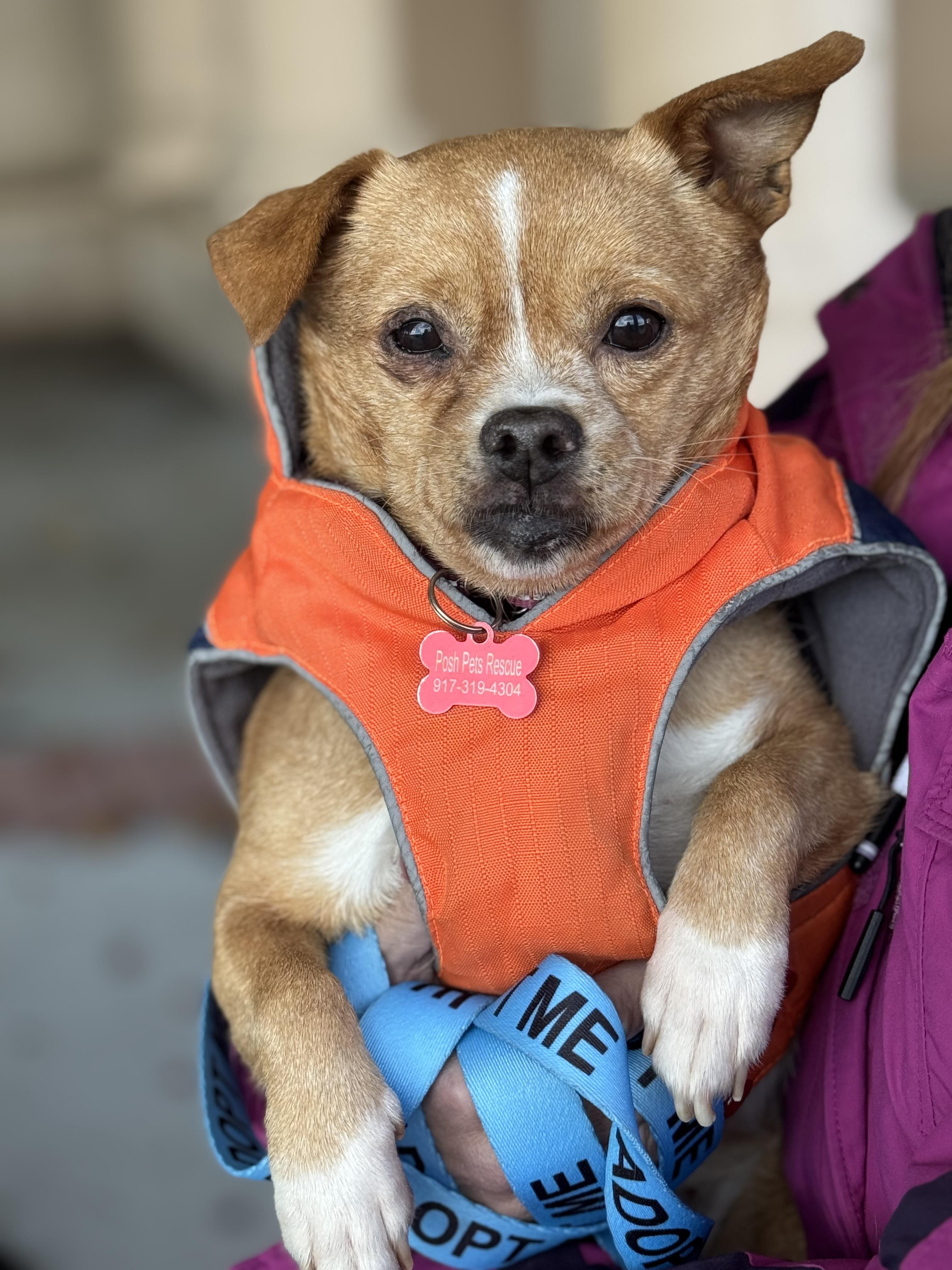 Enlarge Winona, a ADOPTABLE mixed breed in Long Beach, NY image 3/3