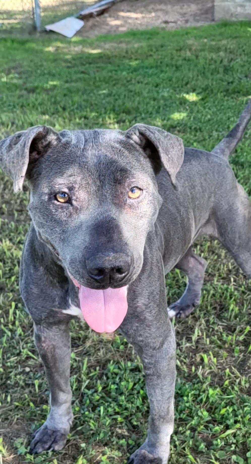 Macy, Adoptable, Adult Female Blue Lacy.