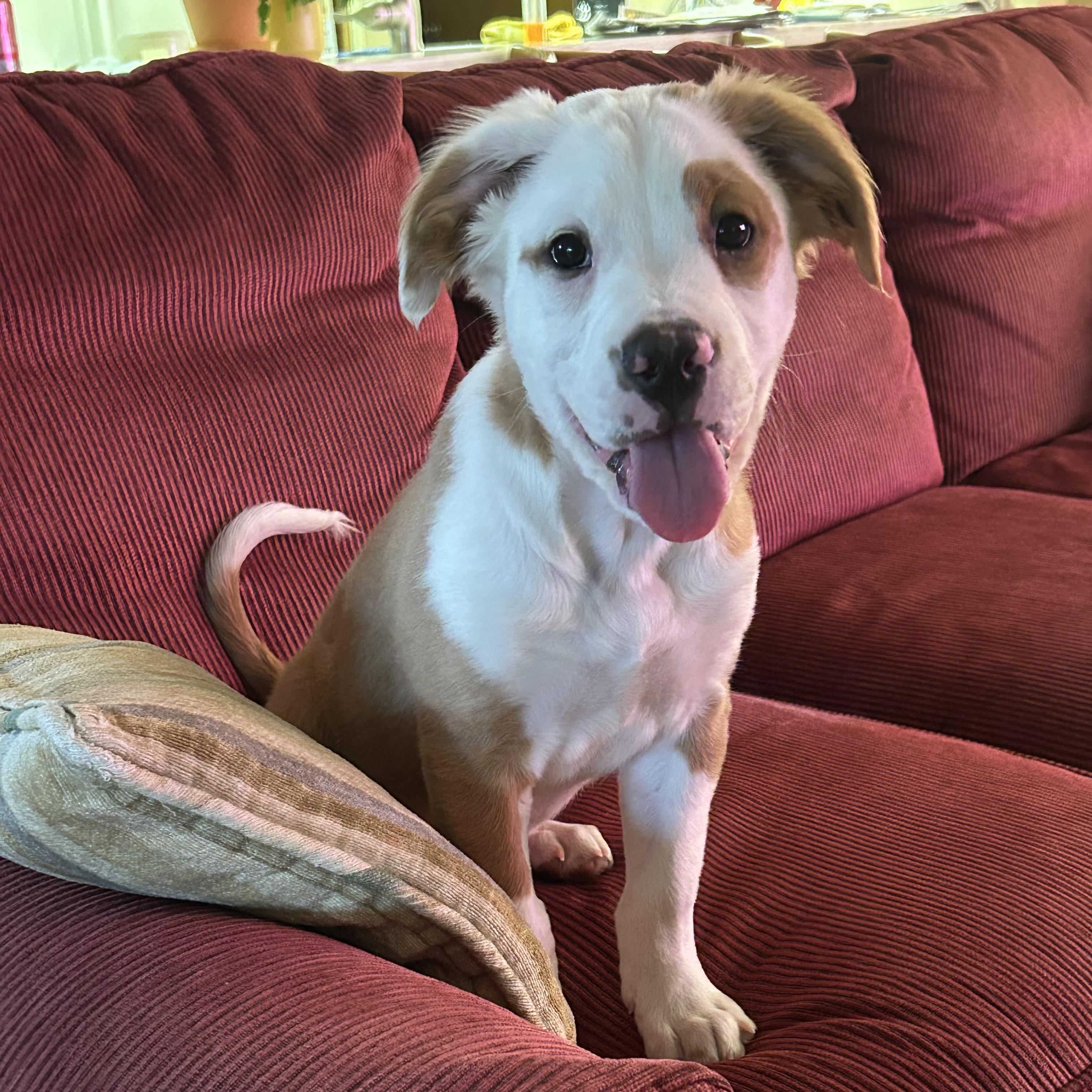Saturn, Adoptable, Puppy Male Labrador Retriever & Boxer.