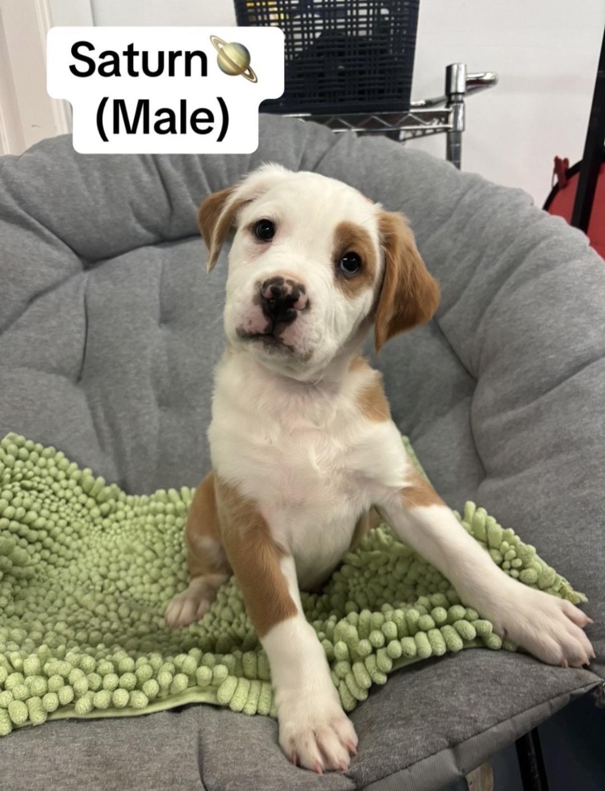 Saturn, Adoptable, Puppy Male Labrador Retriever & Boxer.