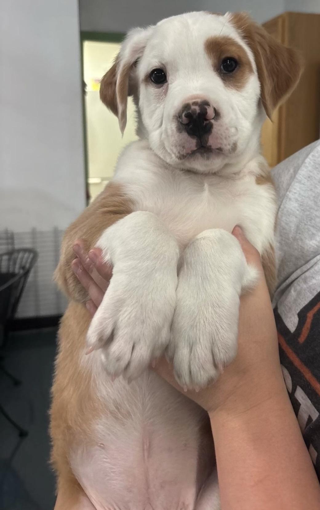Saturn, a Adoptable mixed breed in Crystal Lake, IL image 6/6