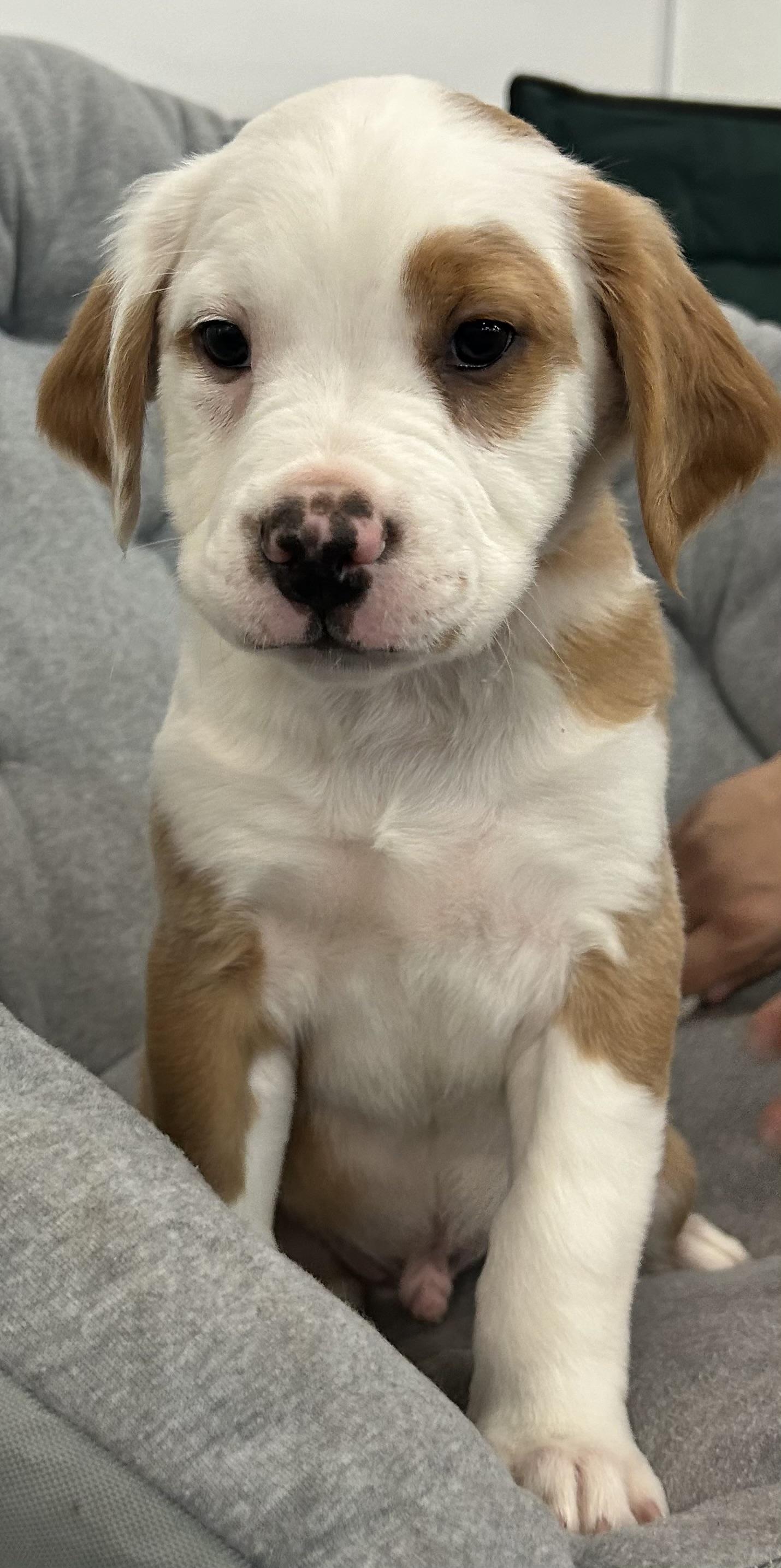 Saturn, a Adoptable mixed breed in Crystal Lake, IL image 2/6
