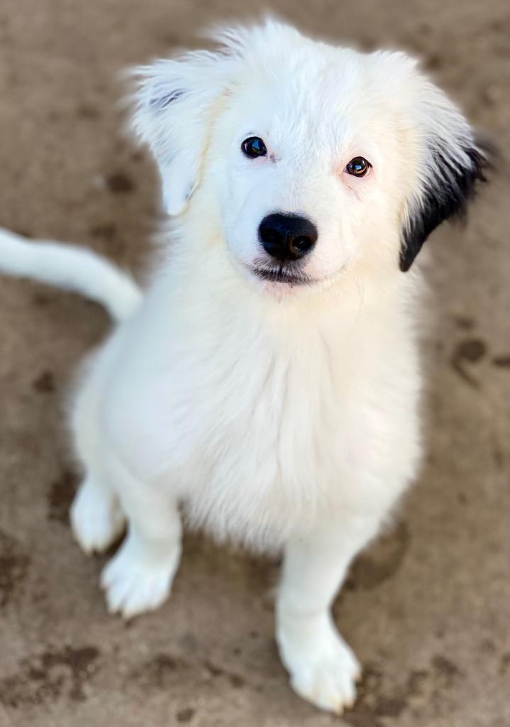 Luke, Adopted, Puppy Male Australian Shepherd & Mixed Breed.