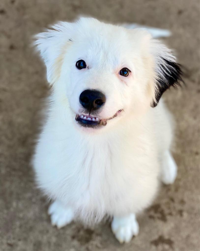 Enlarge Luke, a Adopted mixed breed in Urbandale, IA image 2/3