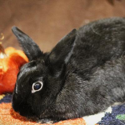 Grimsby, Adoptable, Adult Male Bunny Rabbit.