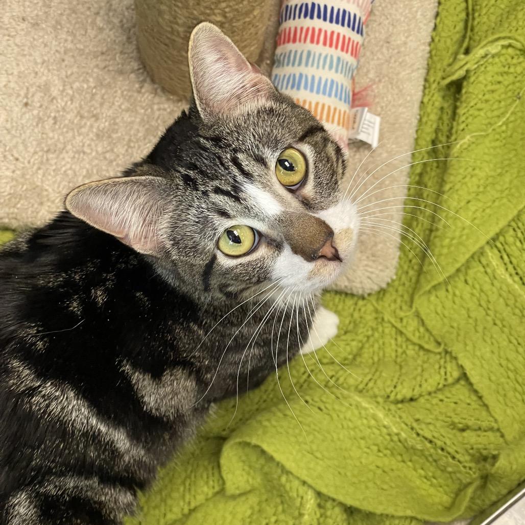 Sawyer, Adoptable, Young Male Domestic Short Hair.