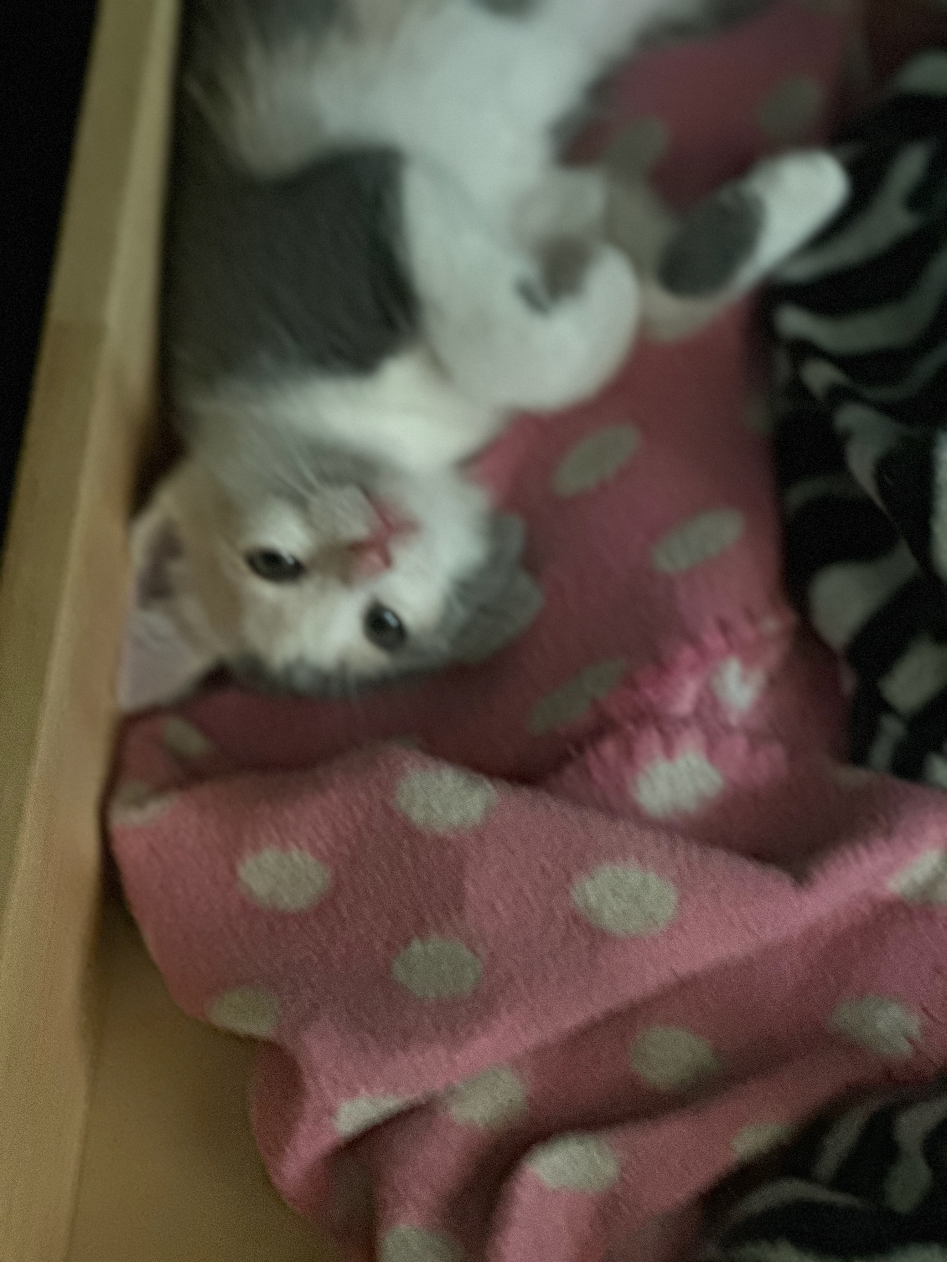 Enlarge Noodles, a Adopted American Shorthair in Middleburg, FL image 2/3