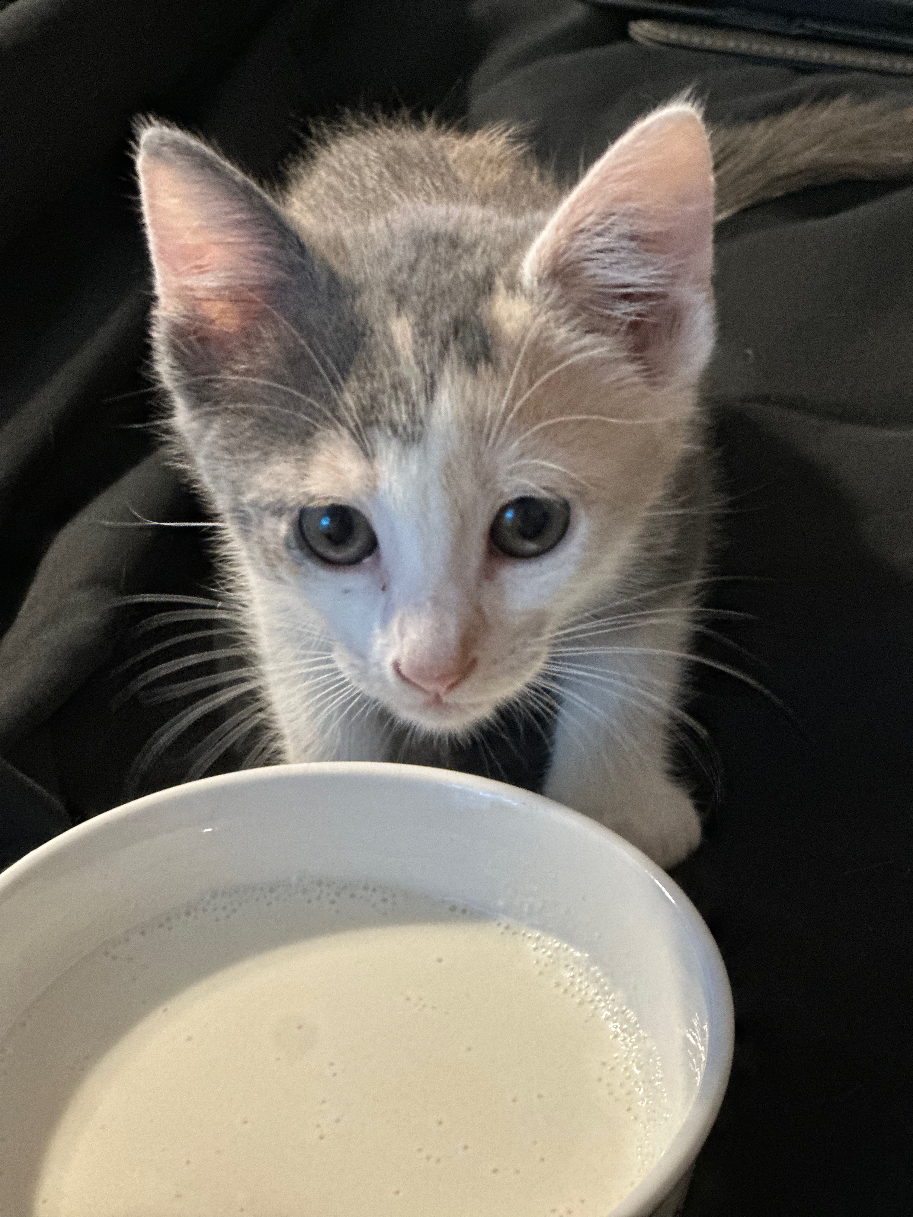 Enlarge Noodles, a Adopted American Shorthair in Middleburg, FL image 3/3